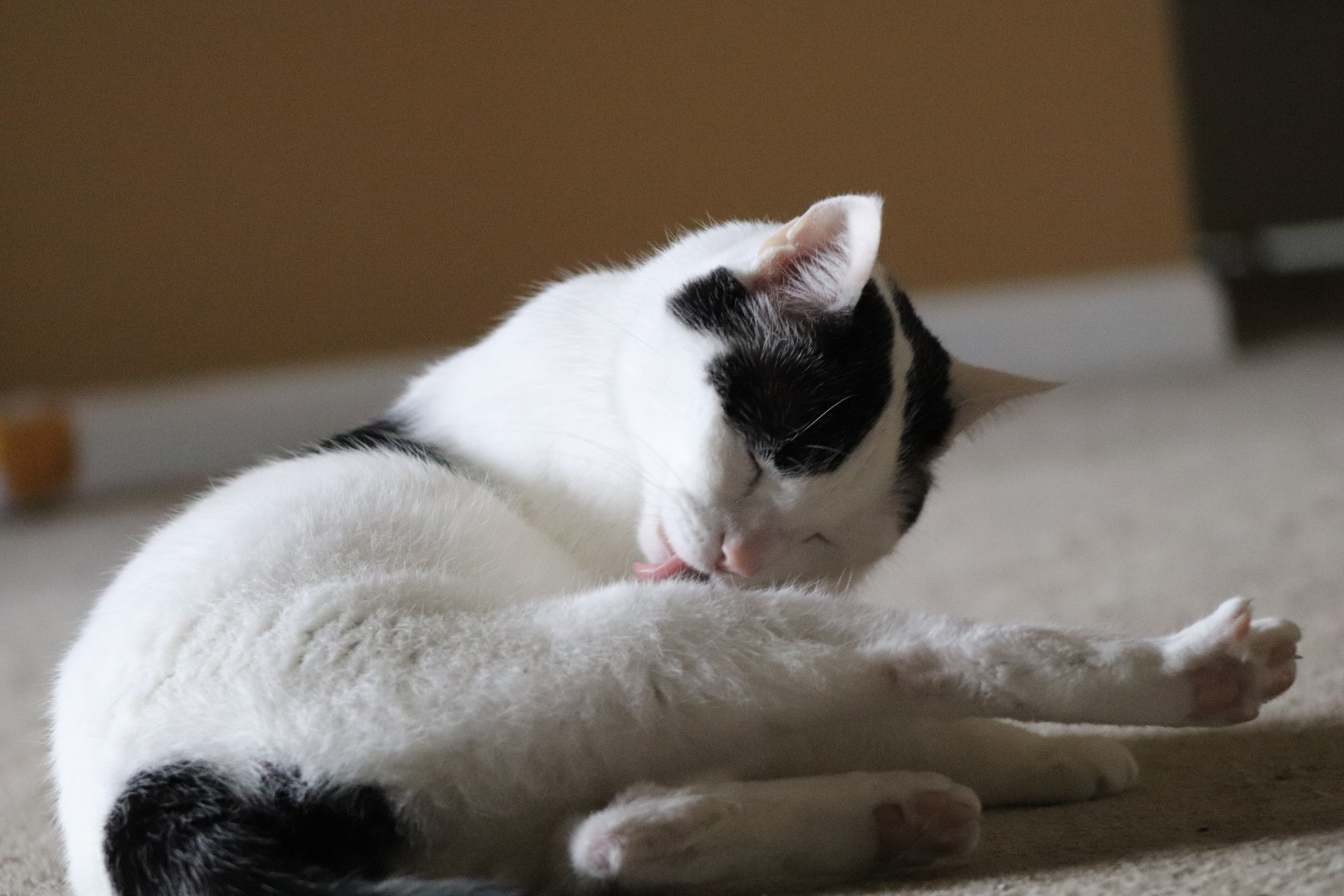 A cute kitty
