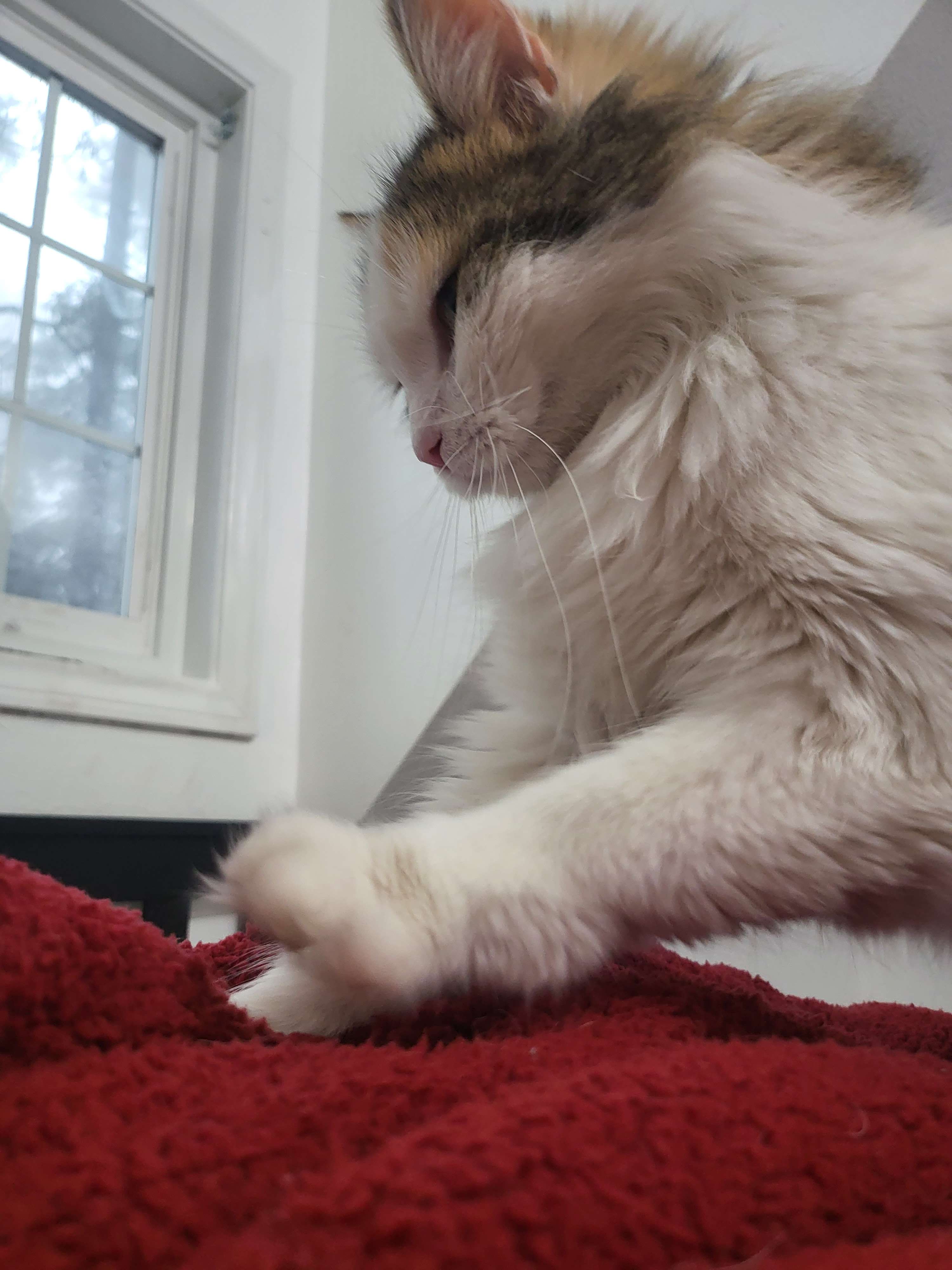 A cute kitty