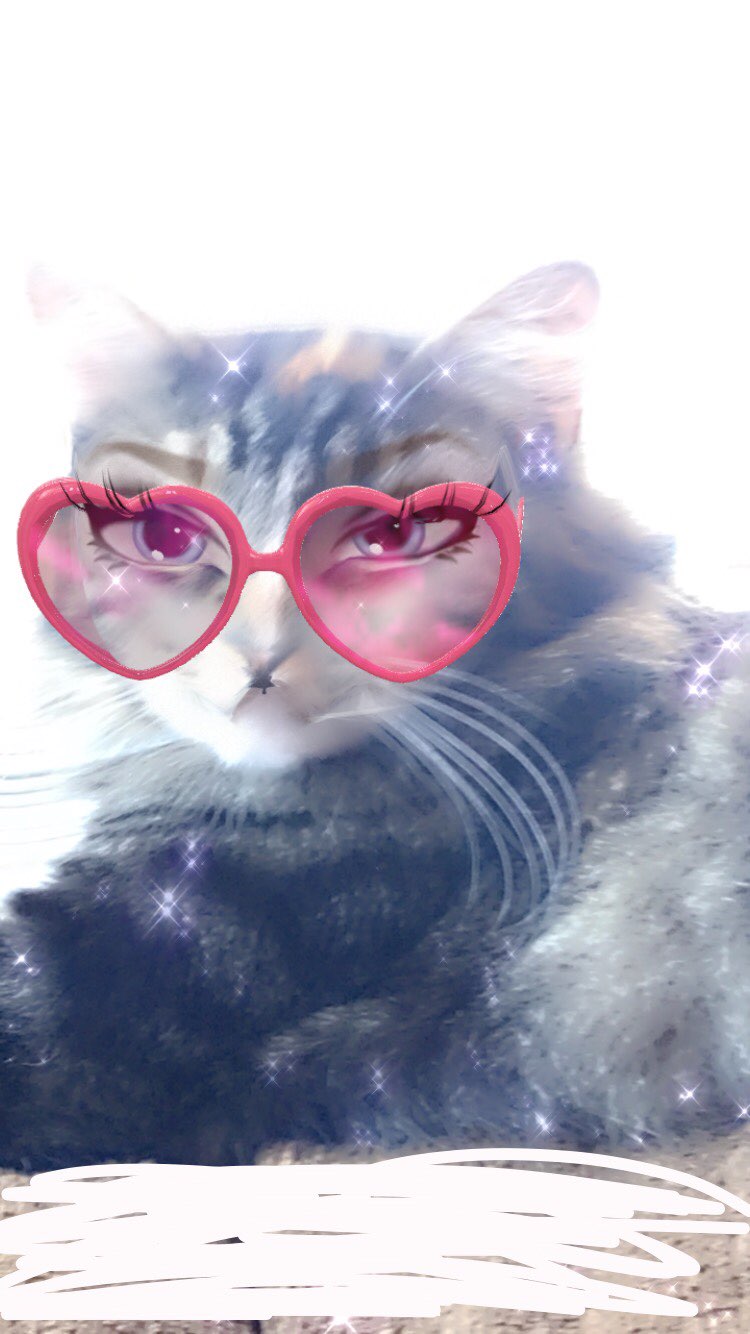 A cute kitty