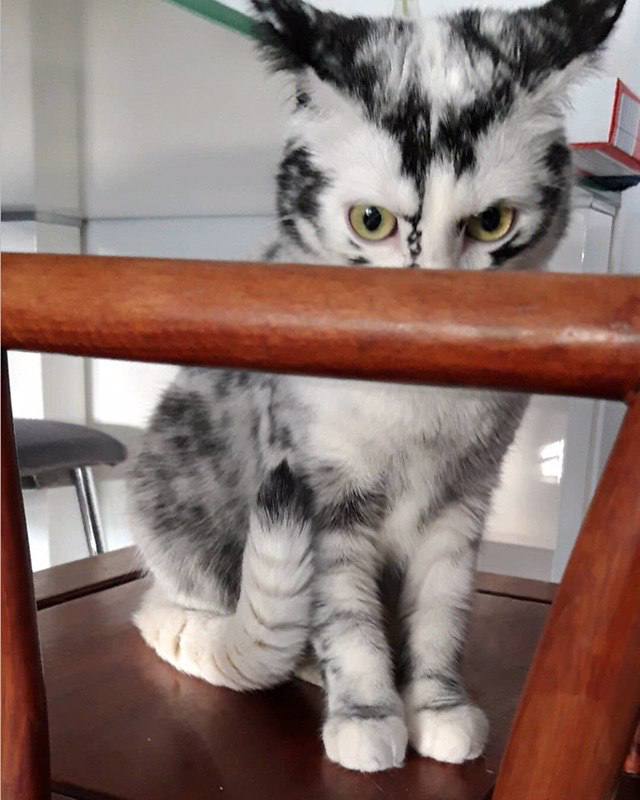 A cute kitty