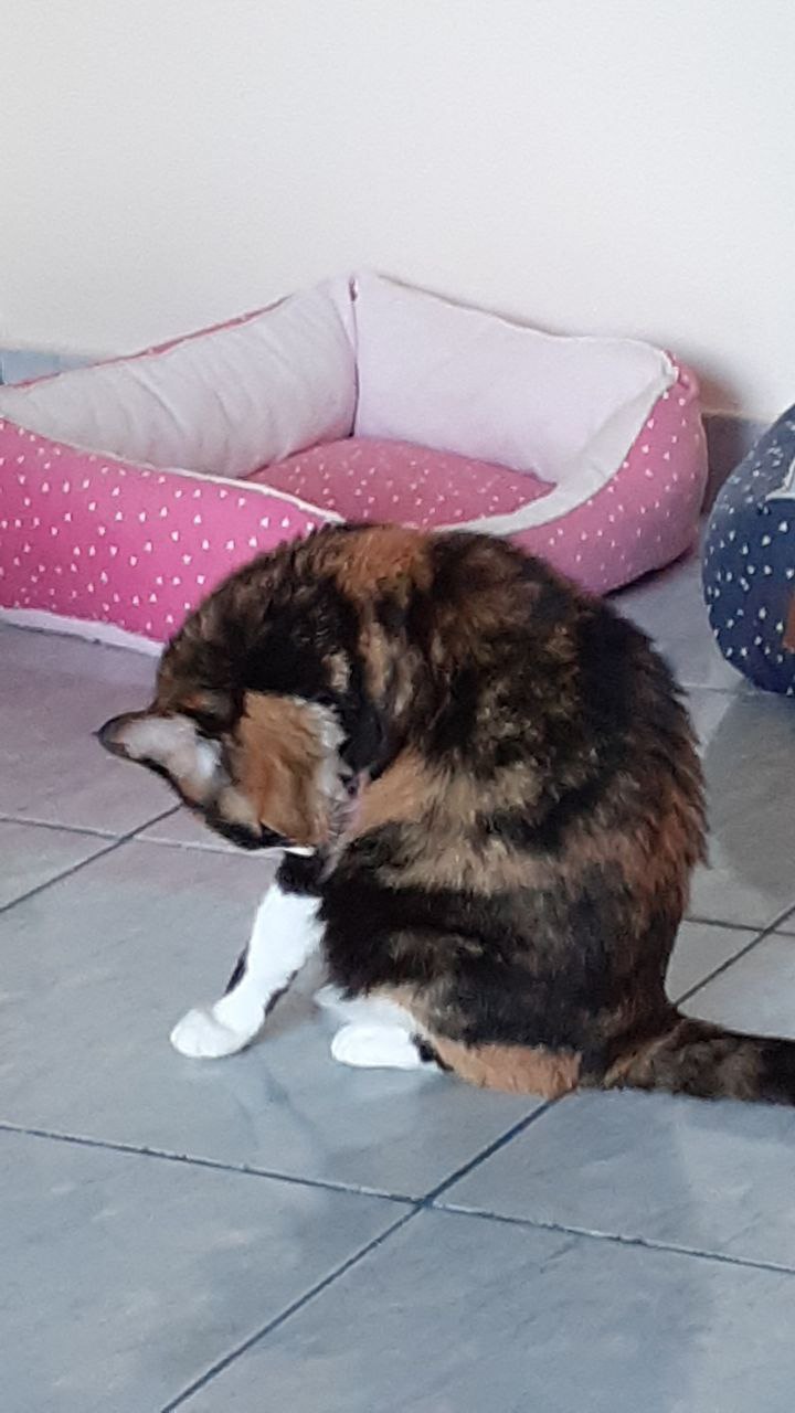 A cute kitty