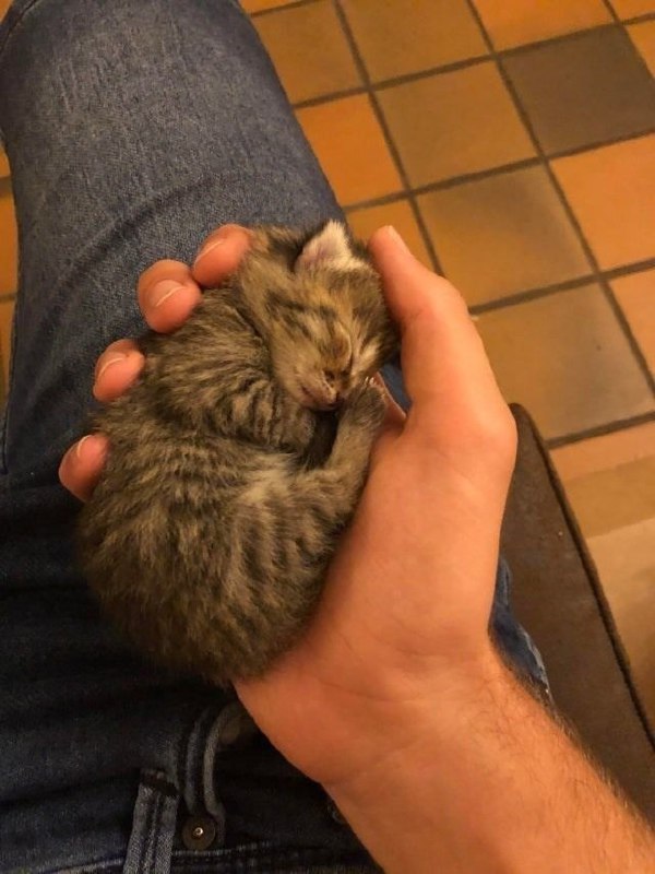 A cute kitty