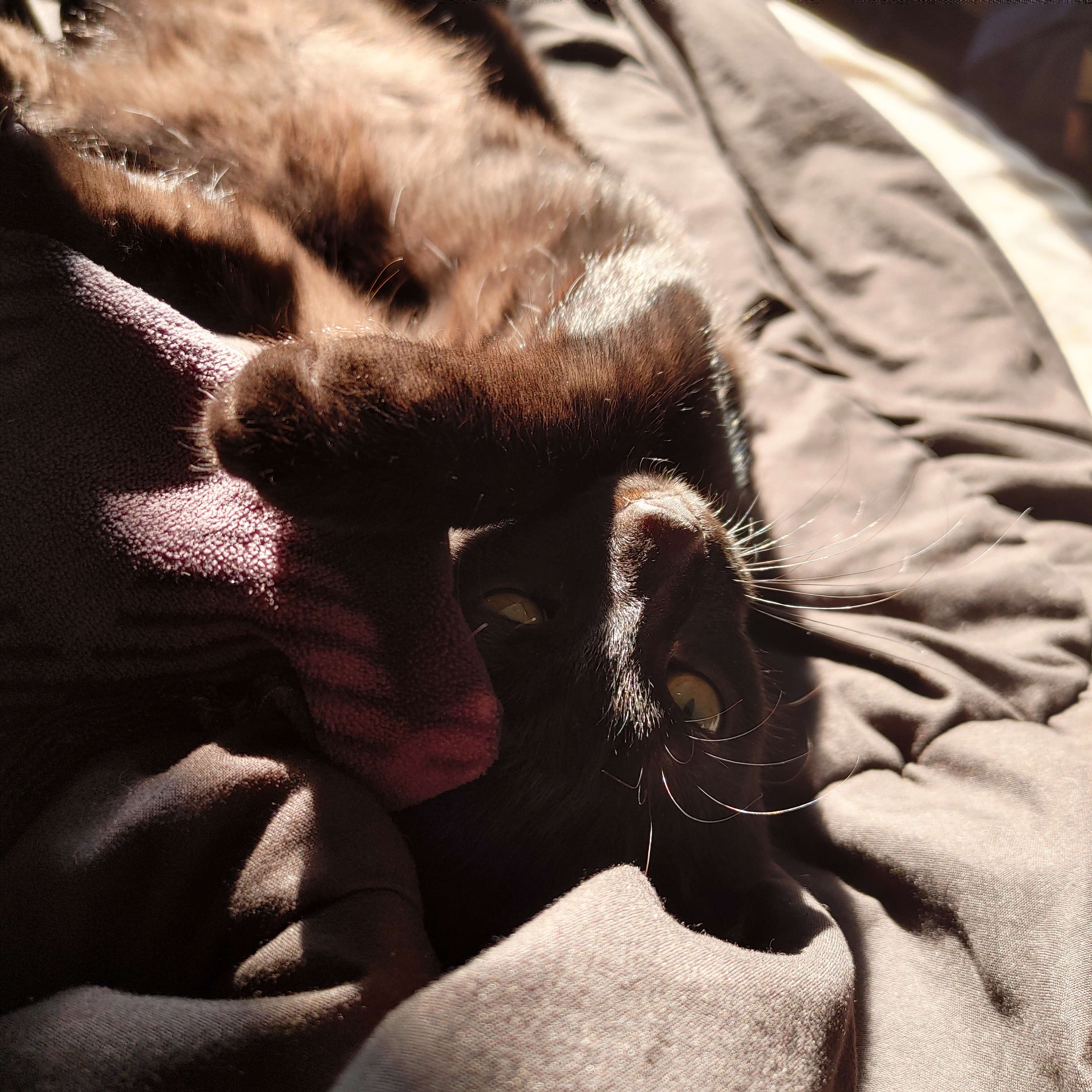 A cute kitty