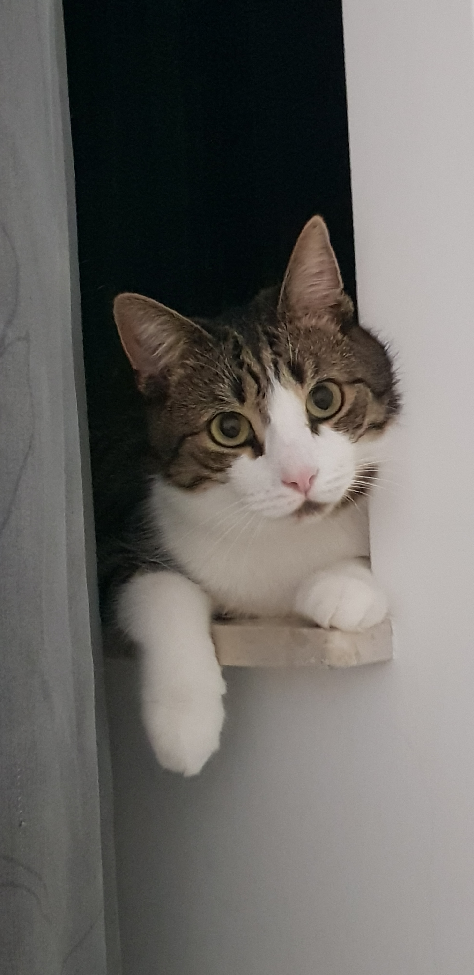 A cute kitty