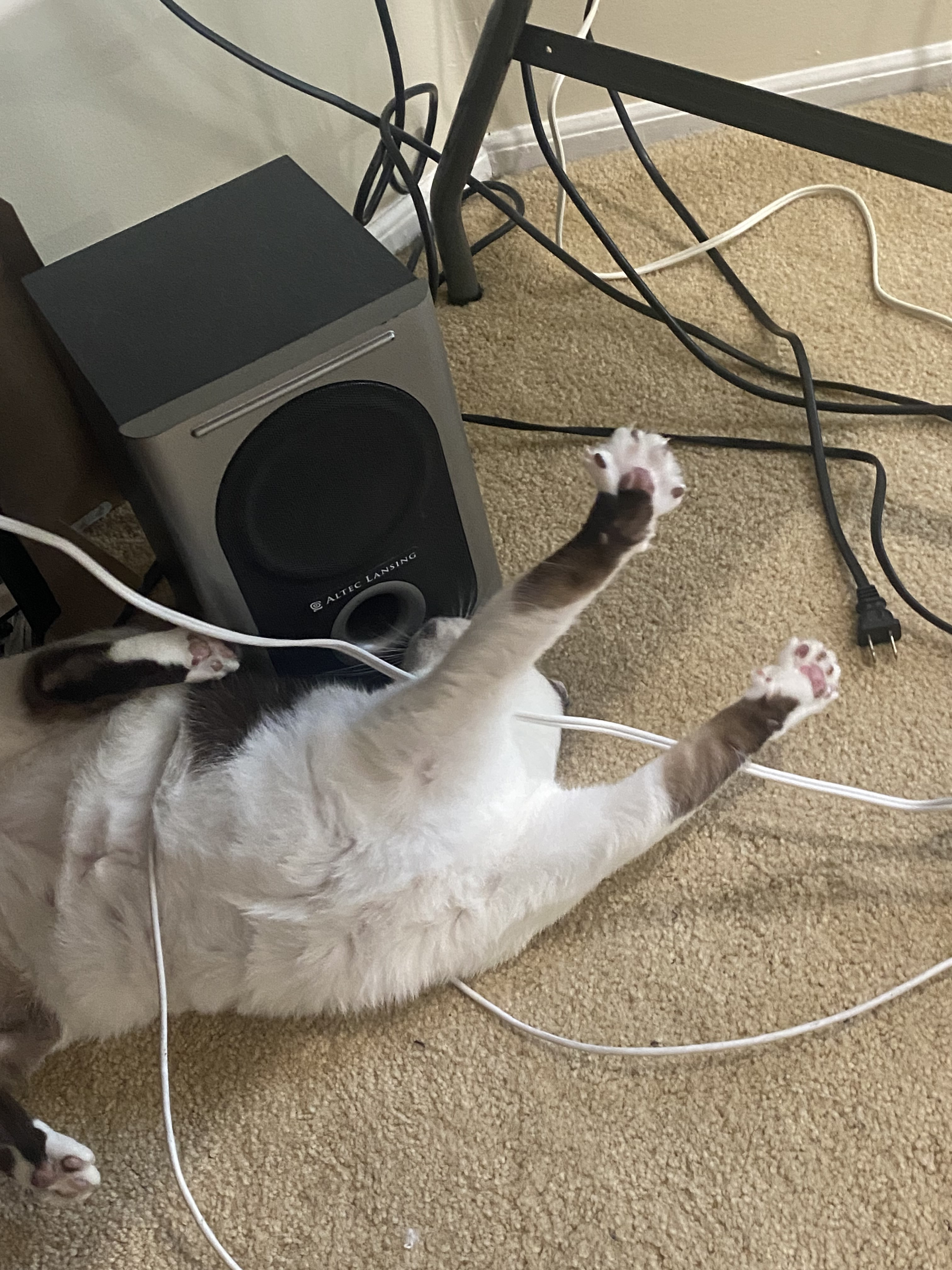 A cute kitty