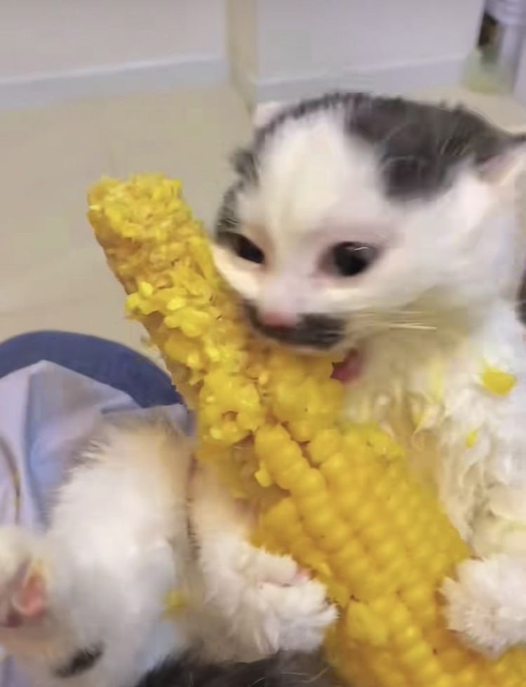 A cute kitty