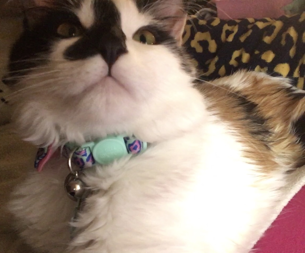 A cute kitty