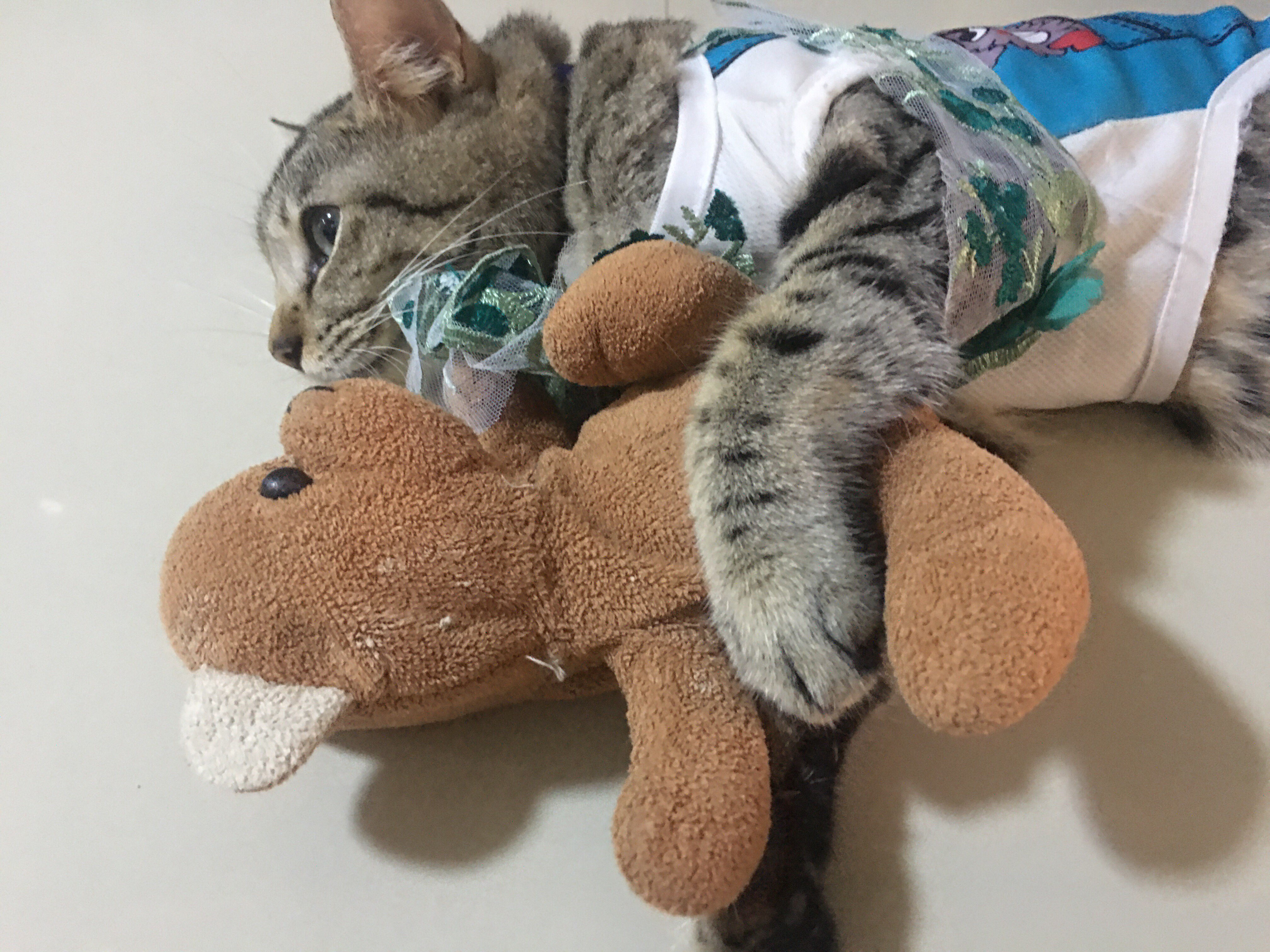 A cute kitty