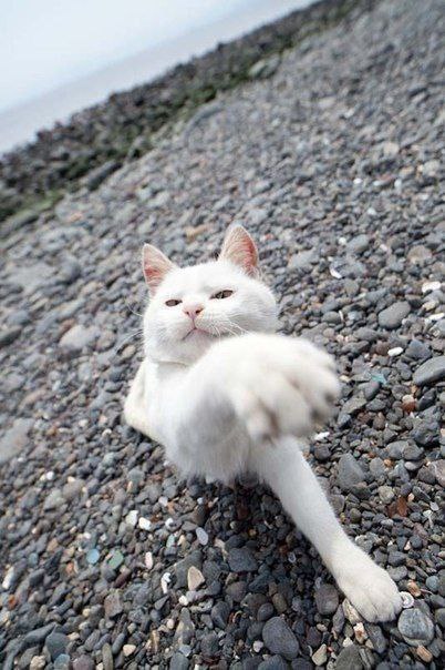 A cute kitty