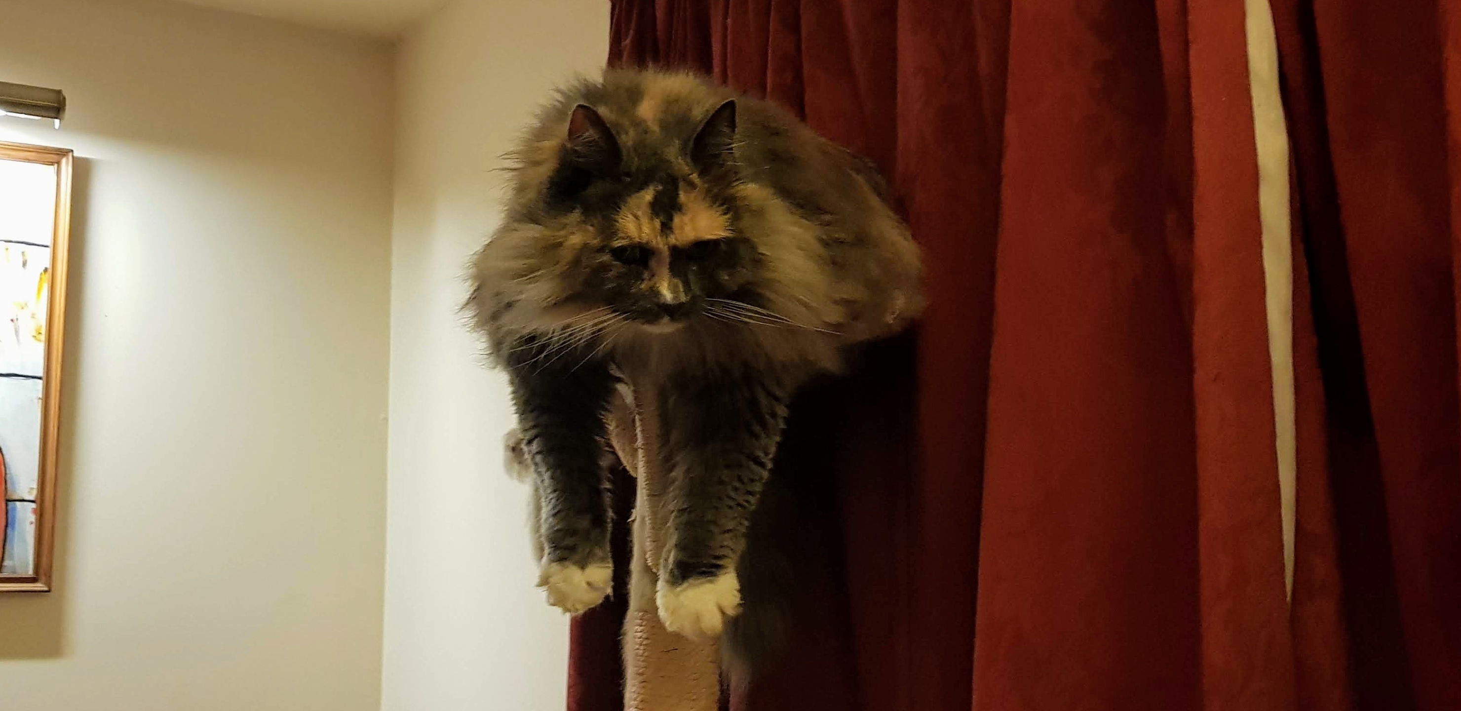 A cute kitty