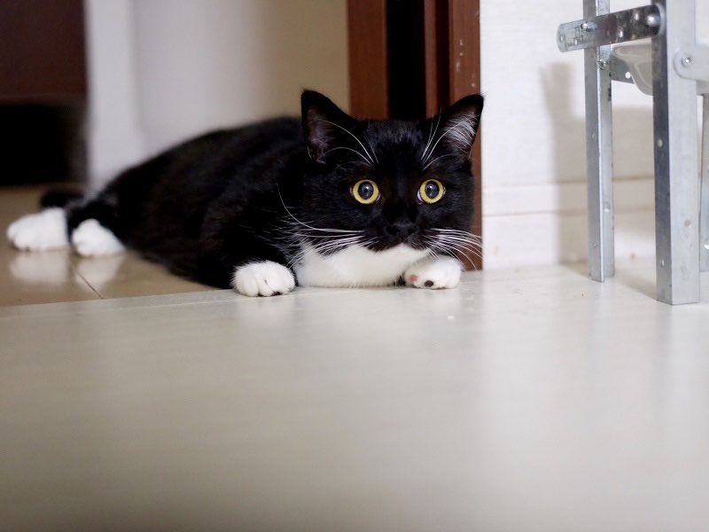 A cute kitty