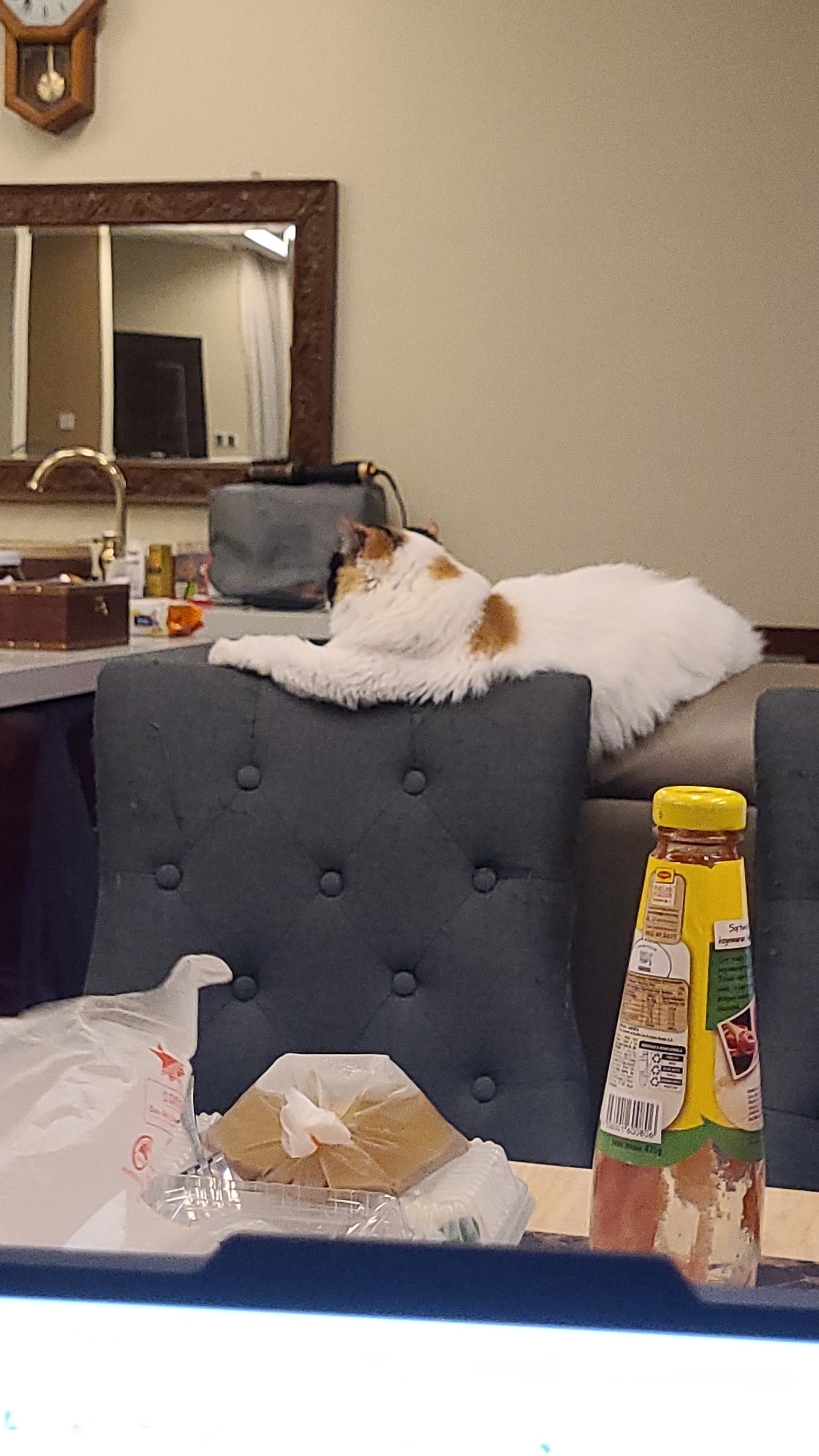 A cute kitty