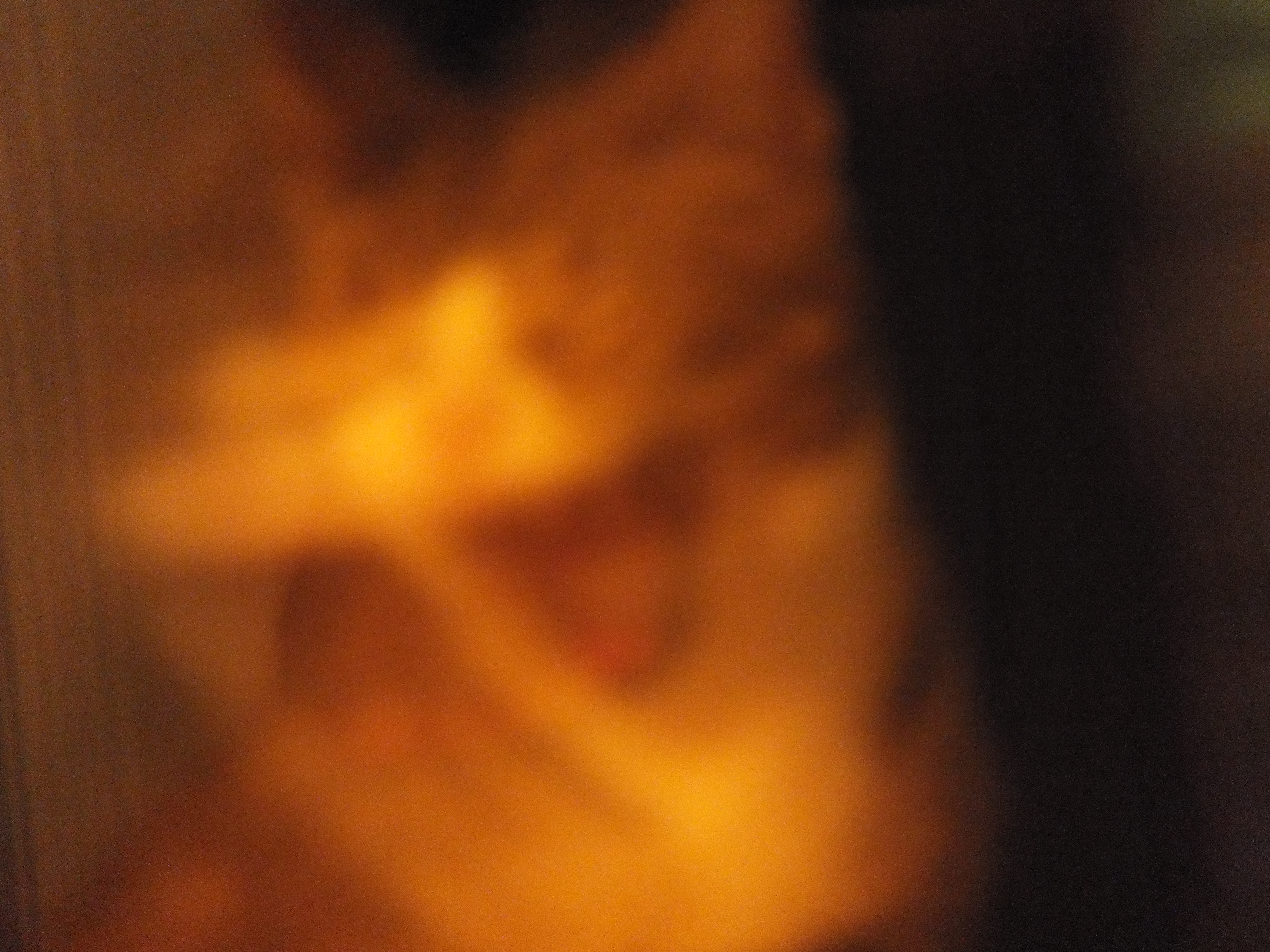 A cute kitty