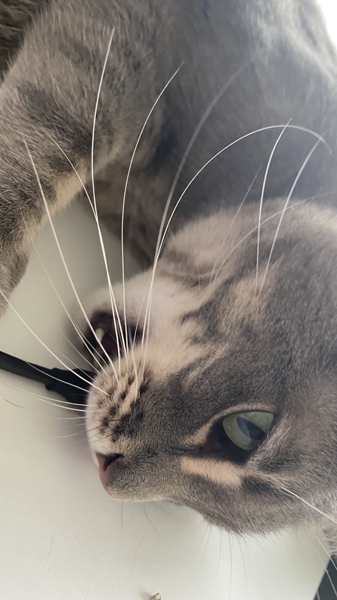 A cute kitty