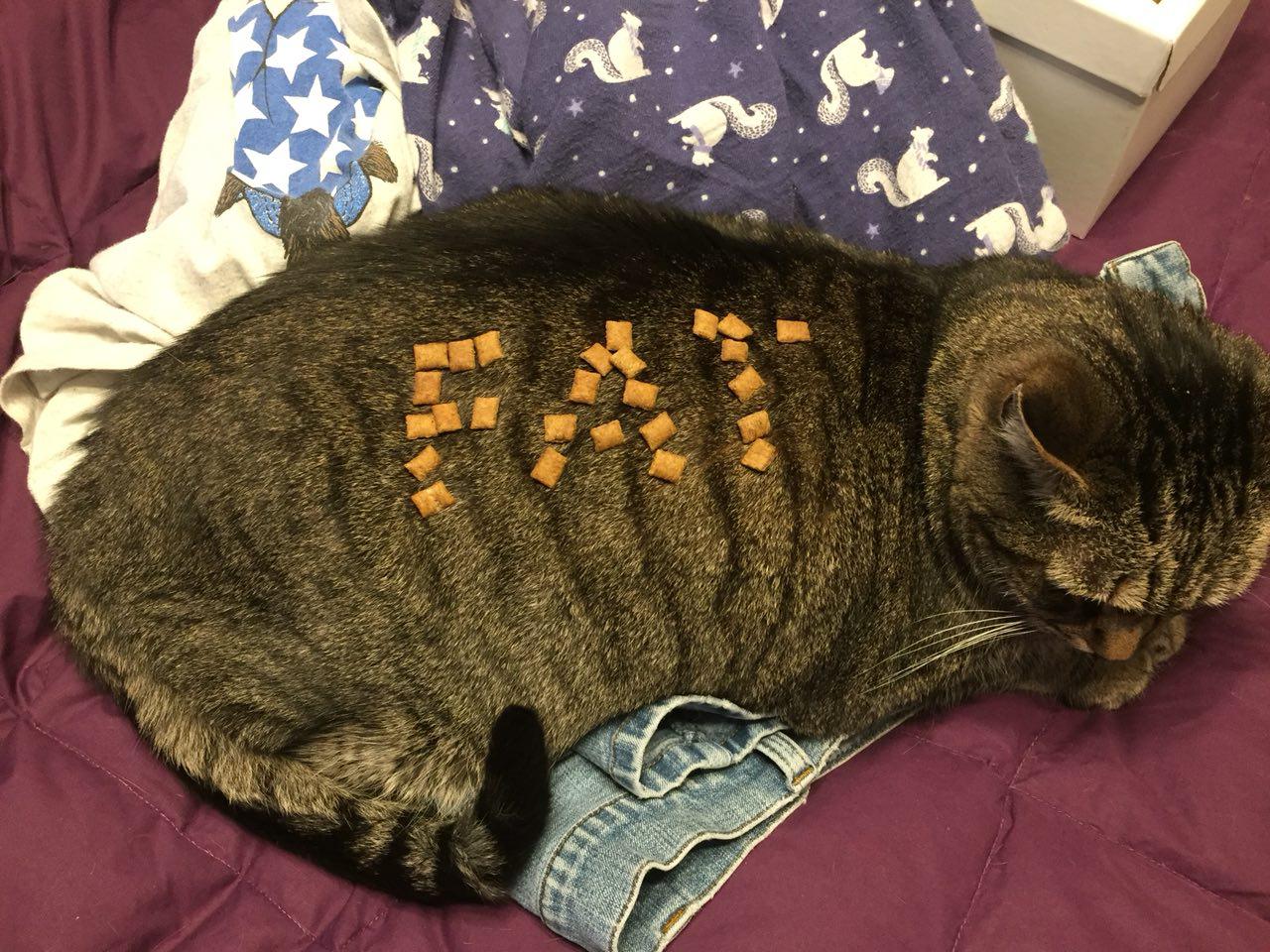 A cute kitty