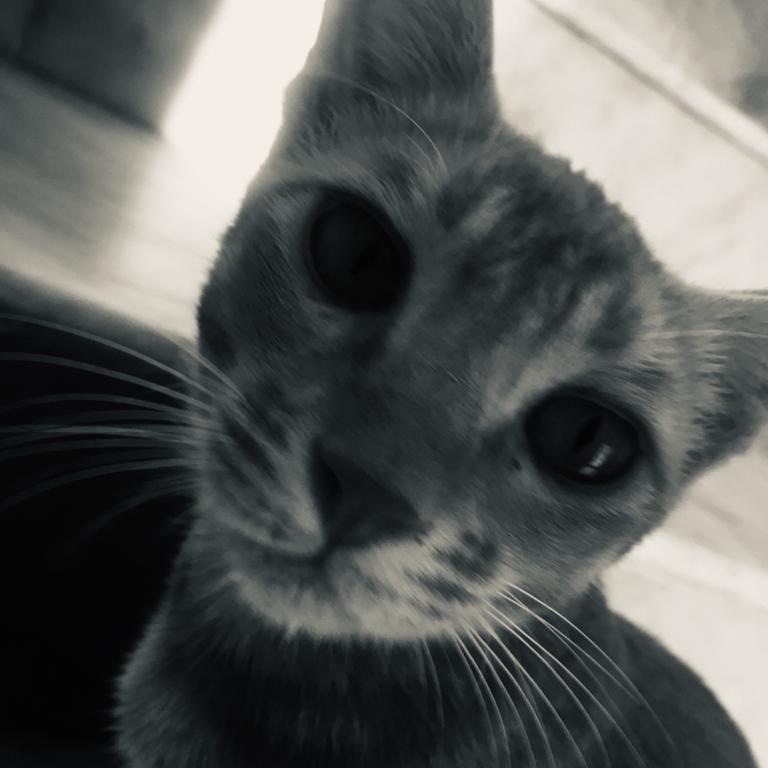 A cute kitty