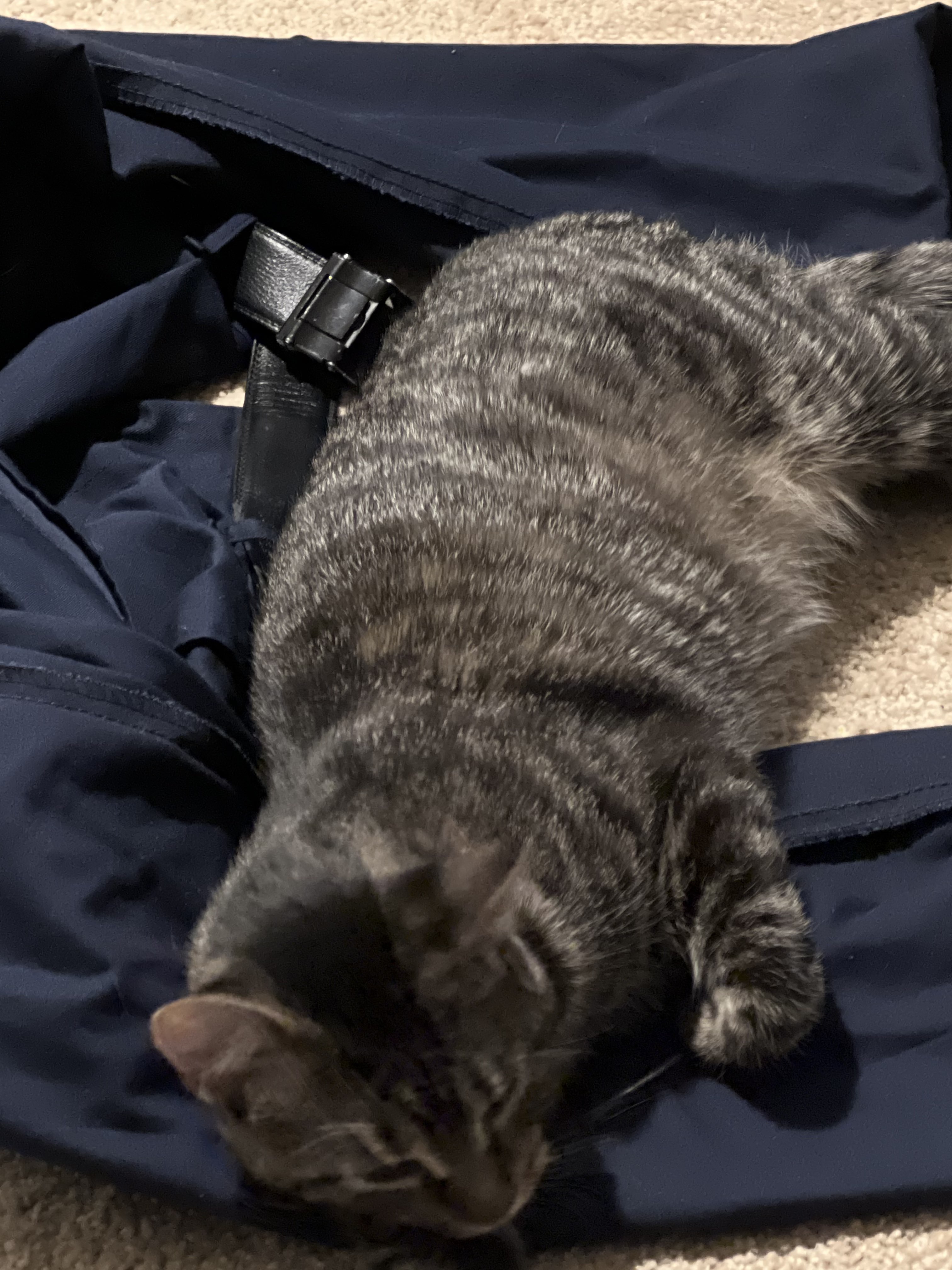 A cute kitty