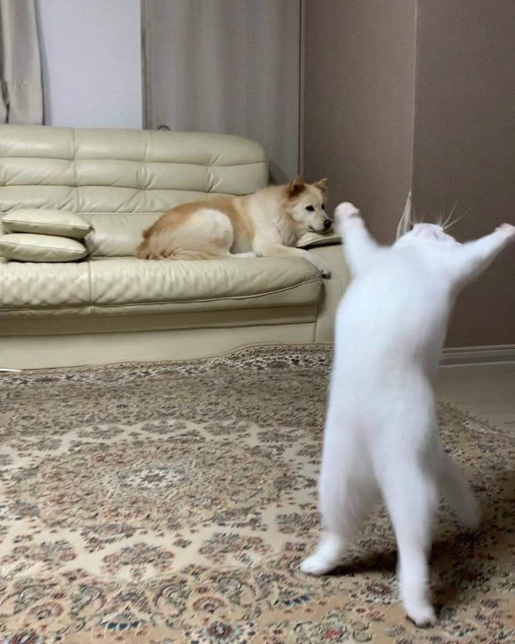 A cute kitty