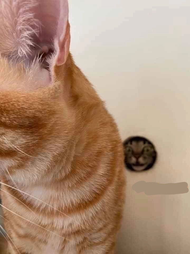 A cute kitty