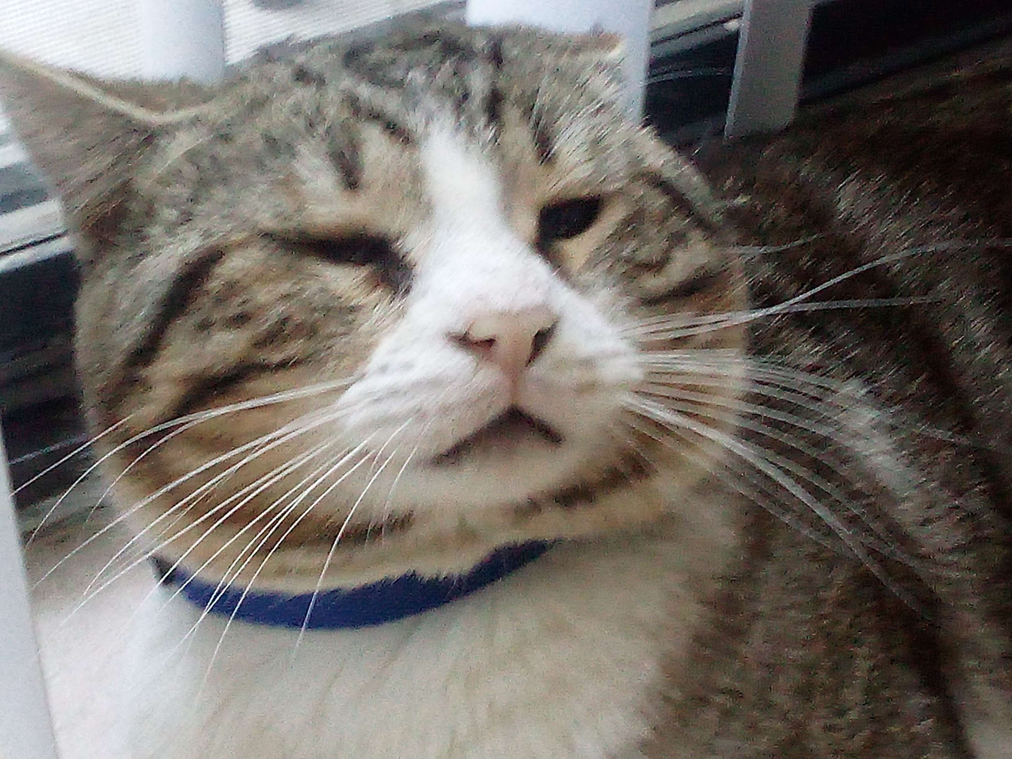 A cute kitty