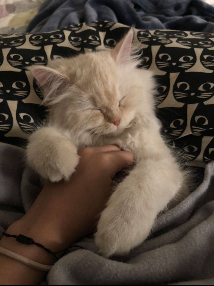 A cute kitty