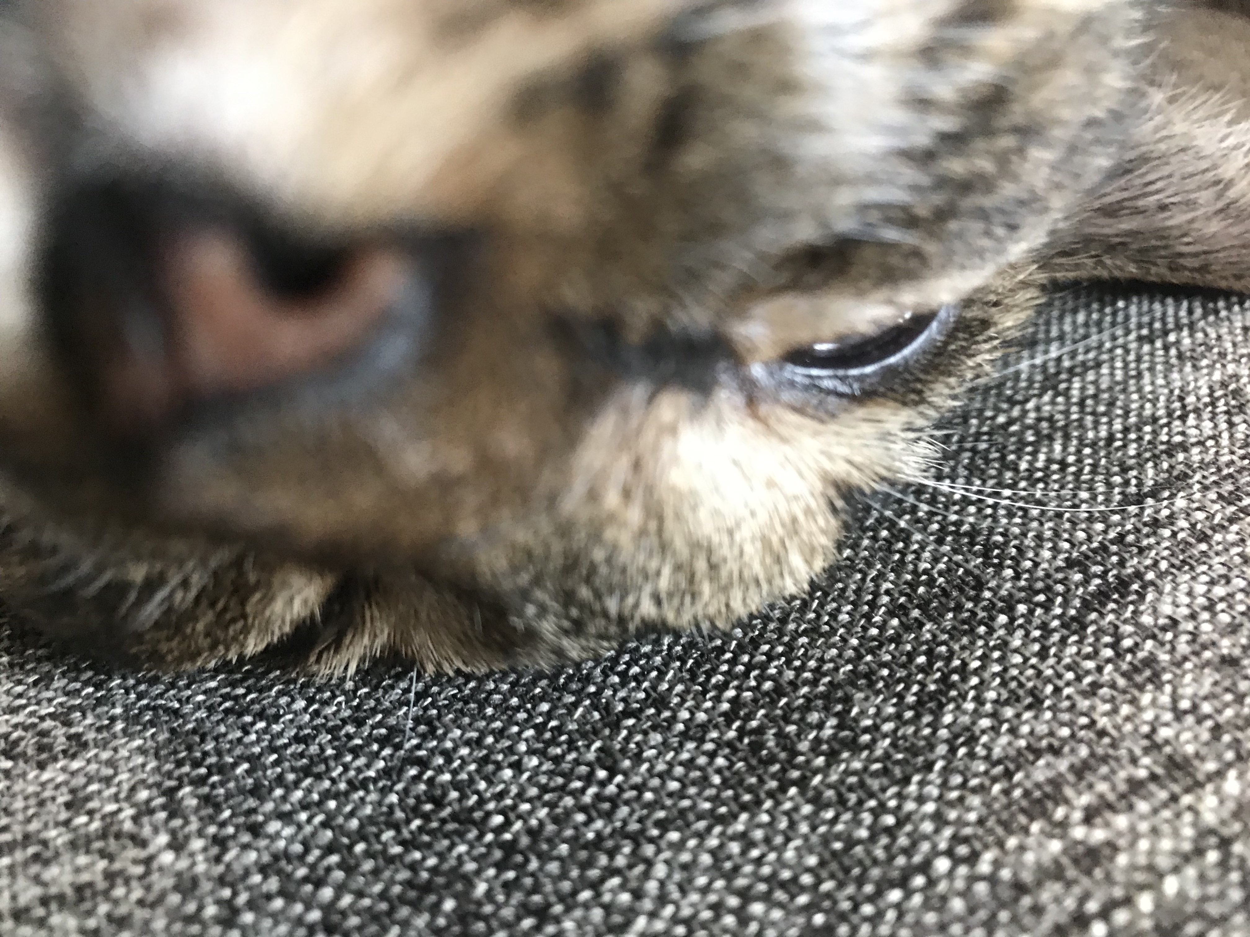 A cute kitty