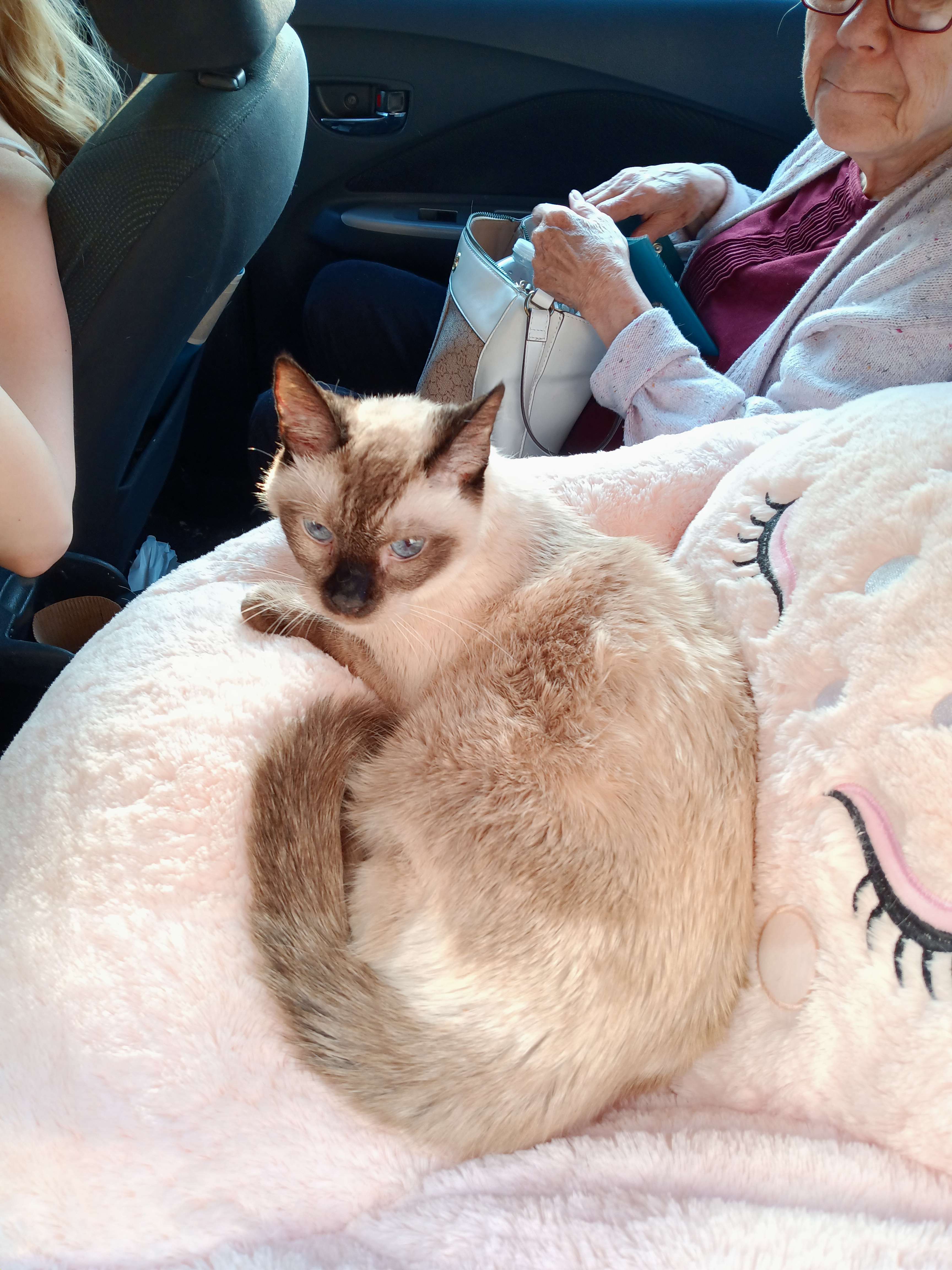 A cute kitty