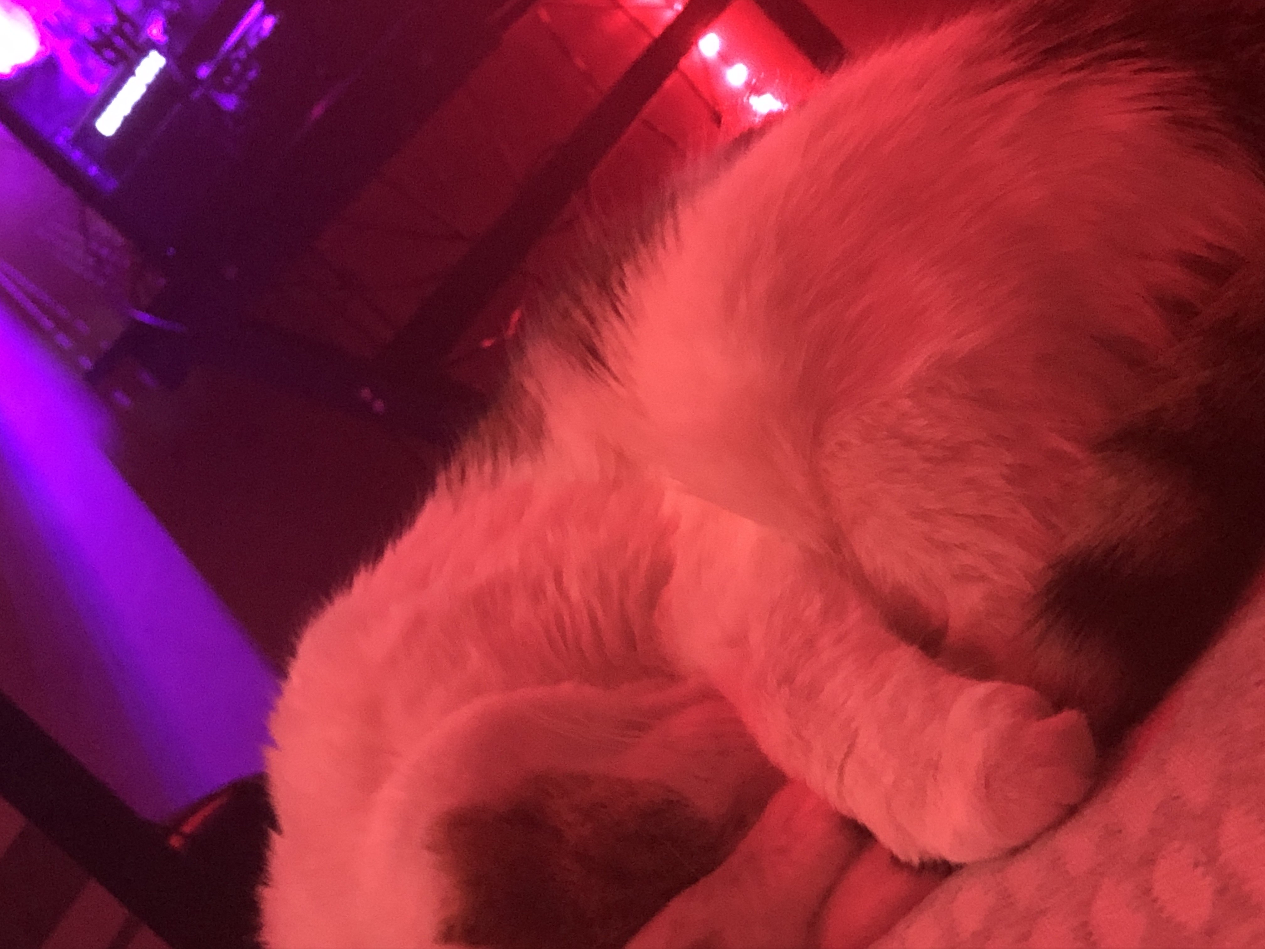 A cute kitty
