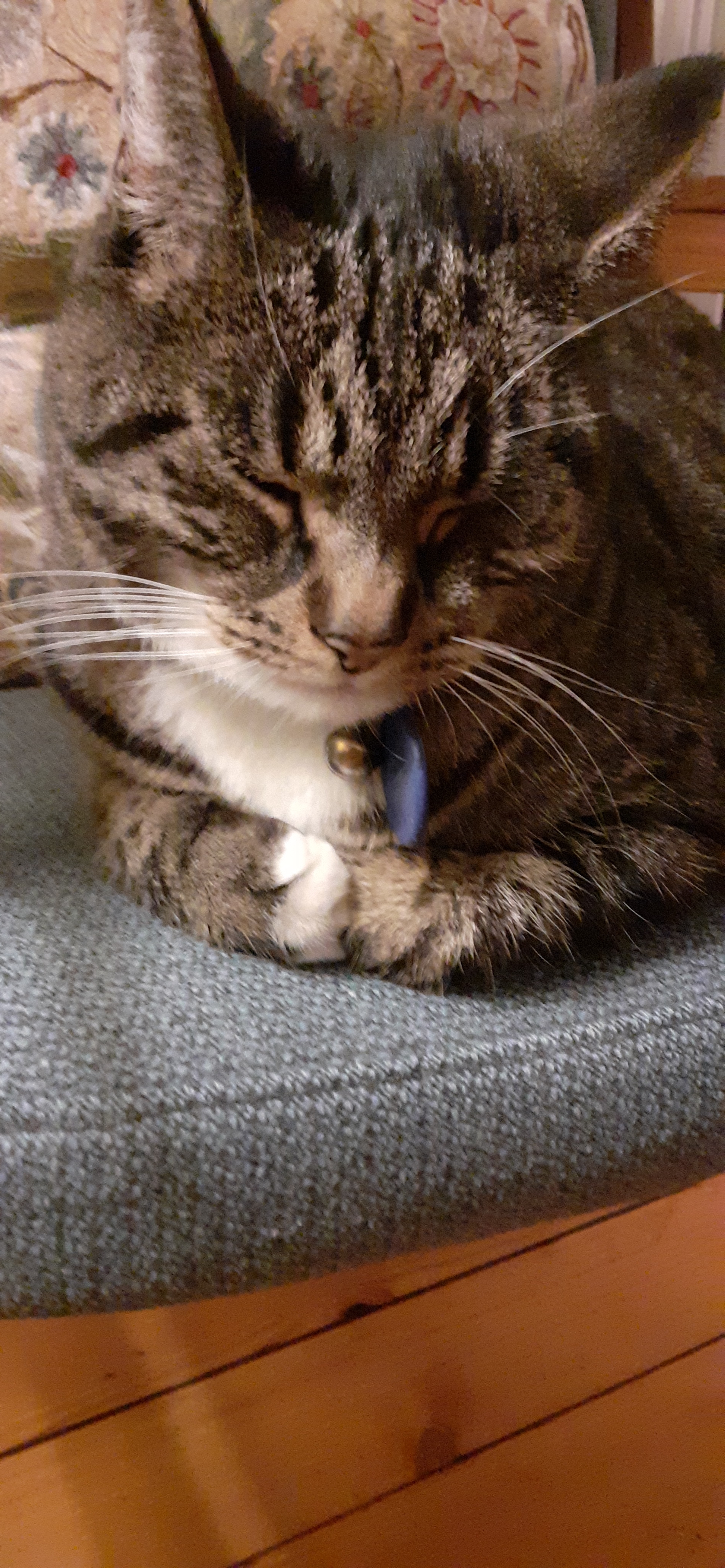 A cute kitty