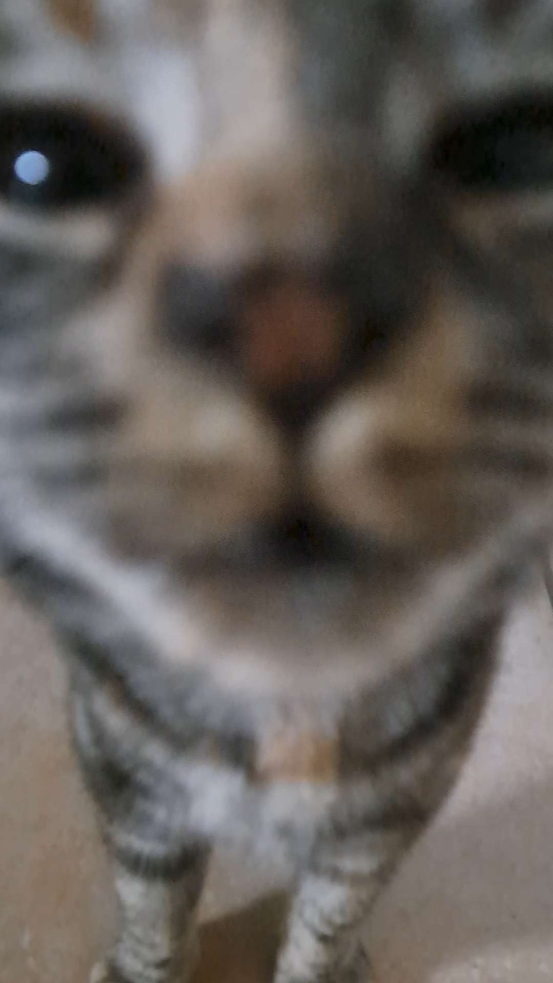 A cute kitty