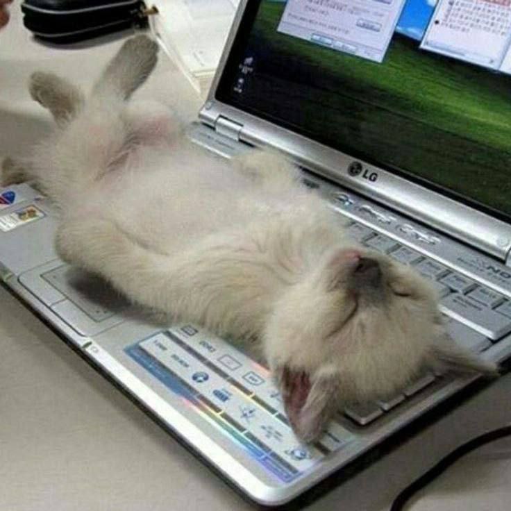 A cute kitty