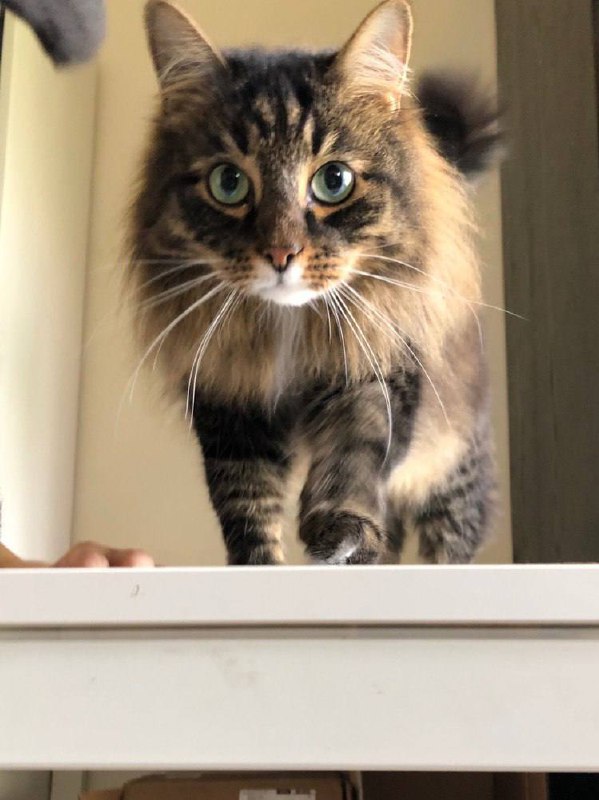 A cute kitty