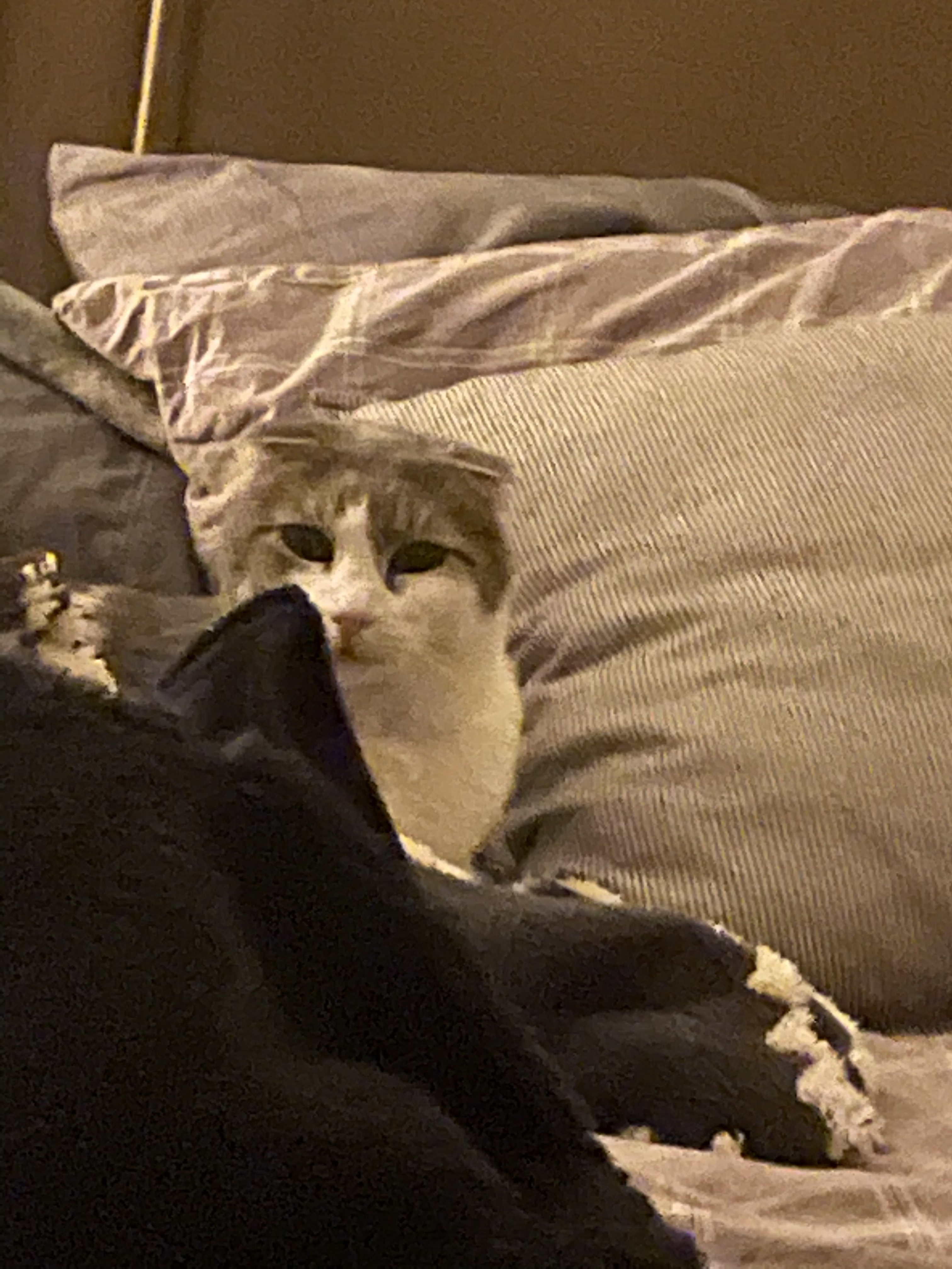 A cute kitty