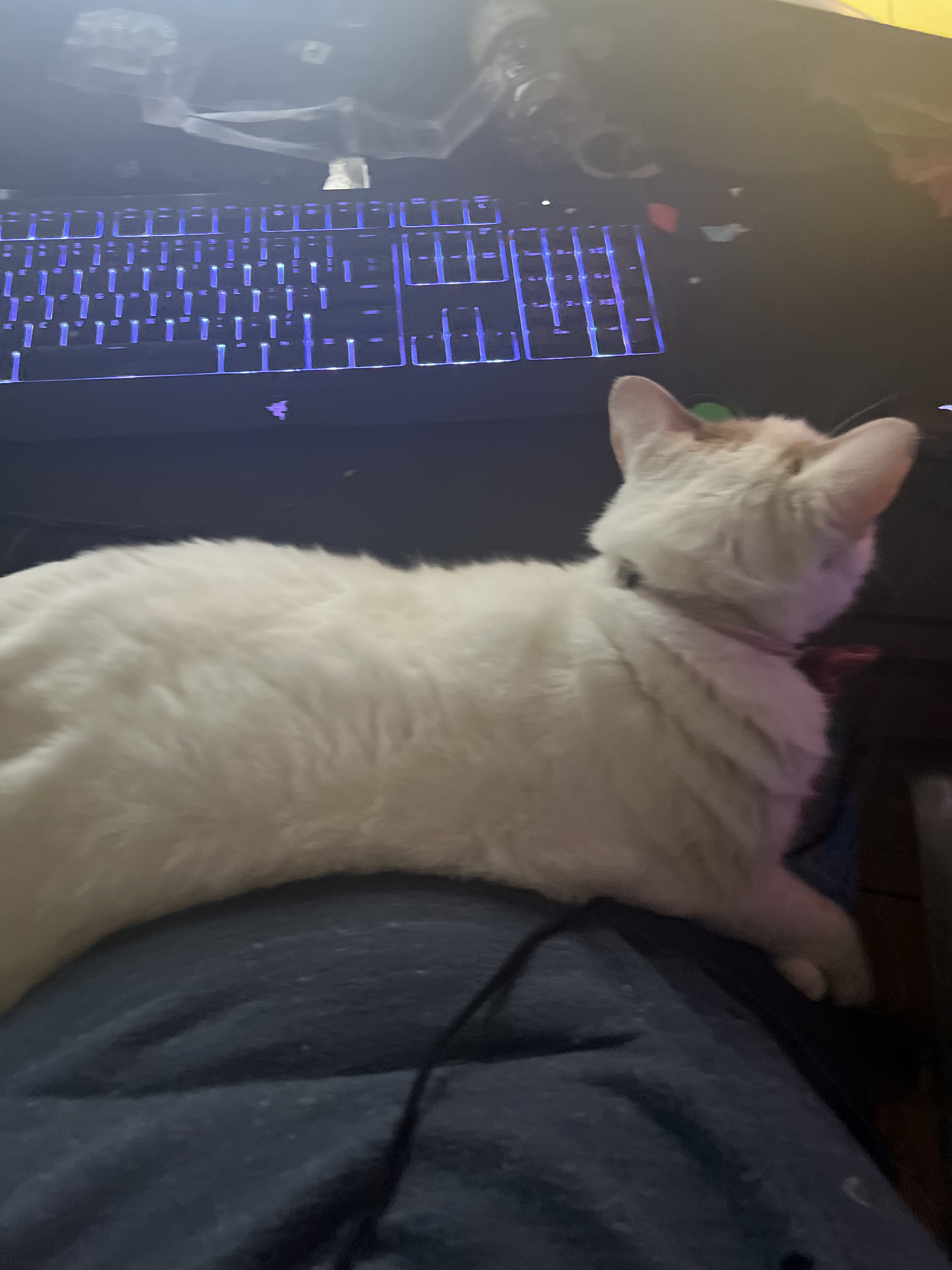 A cute kitty