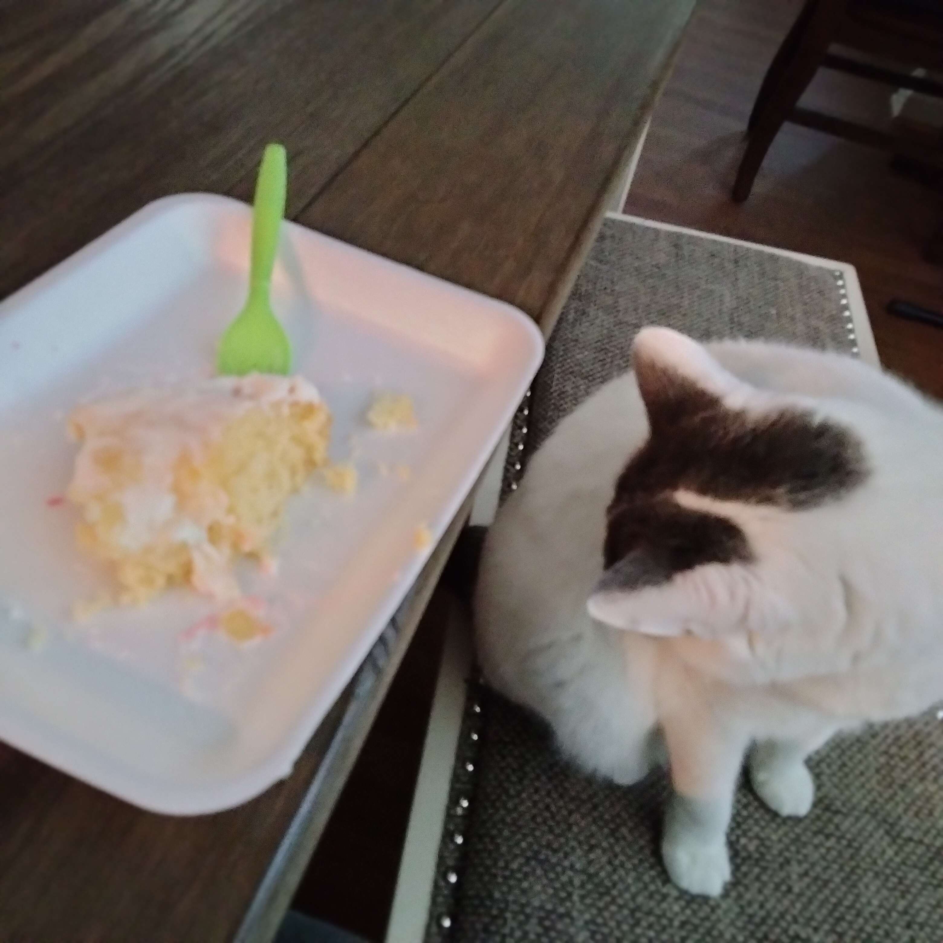 A cute kitty