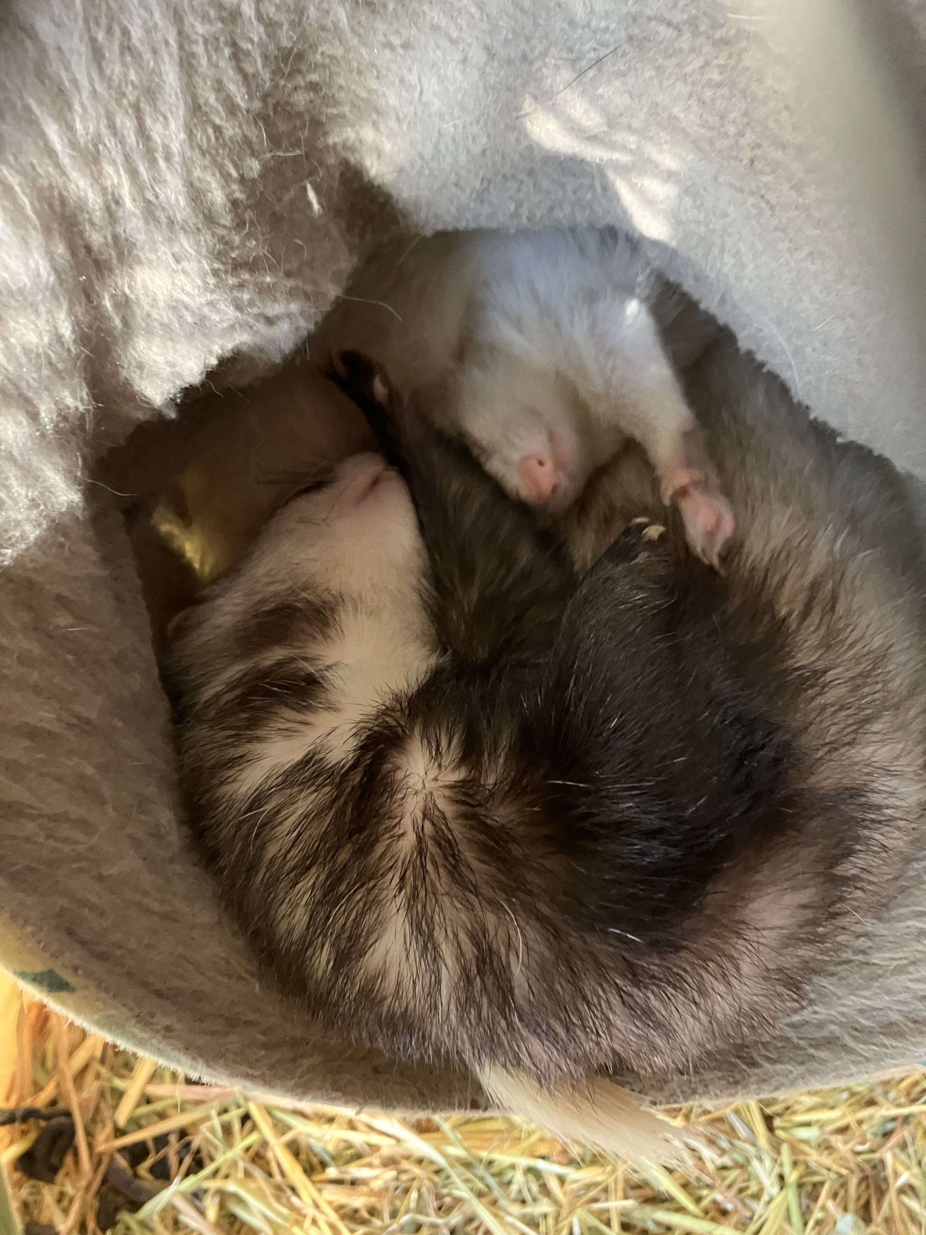 A cute kitty