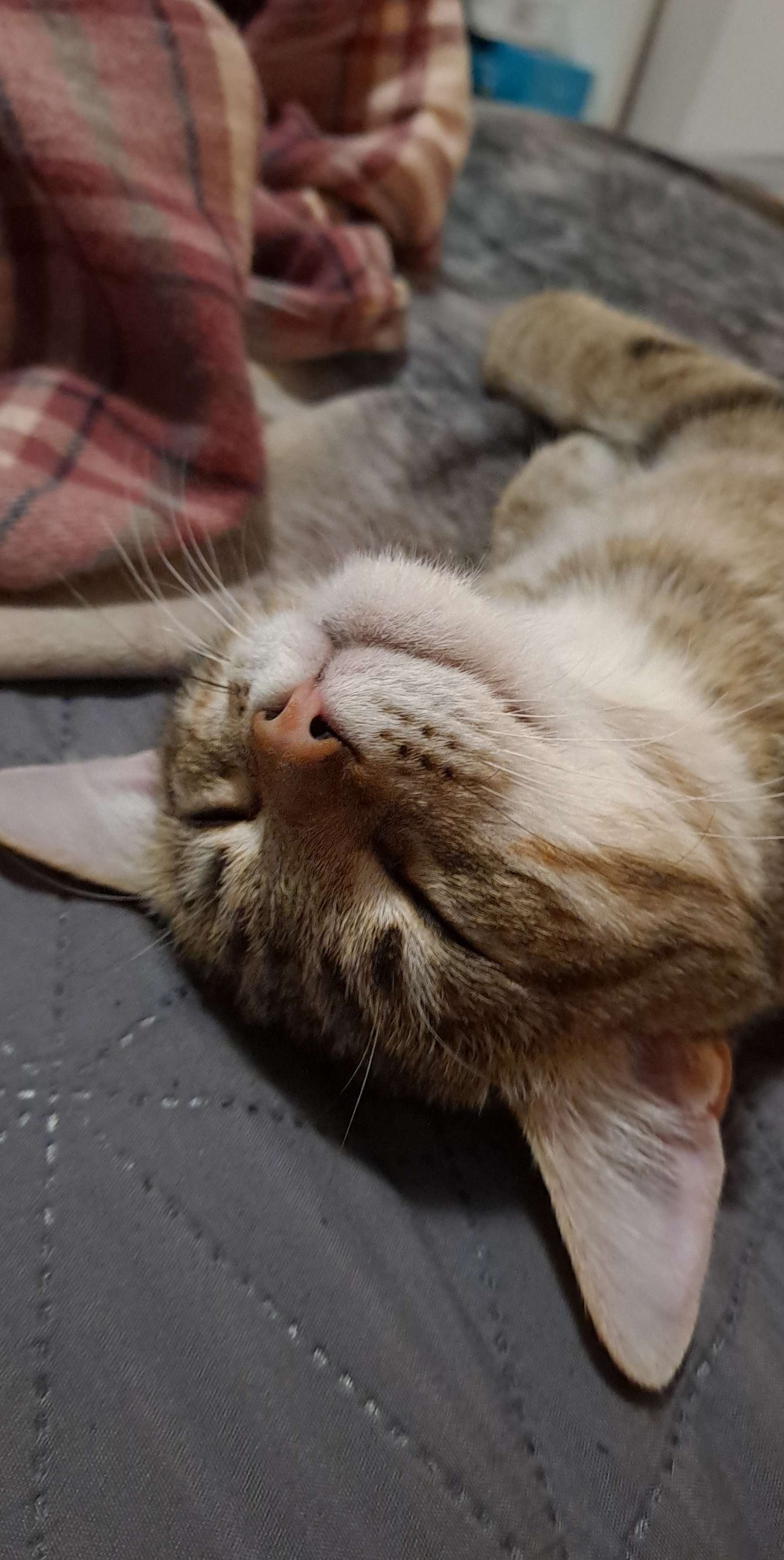 A cute kitty