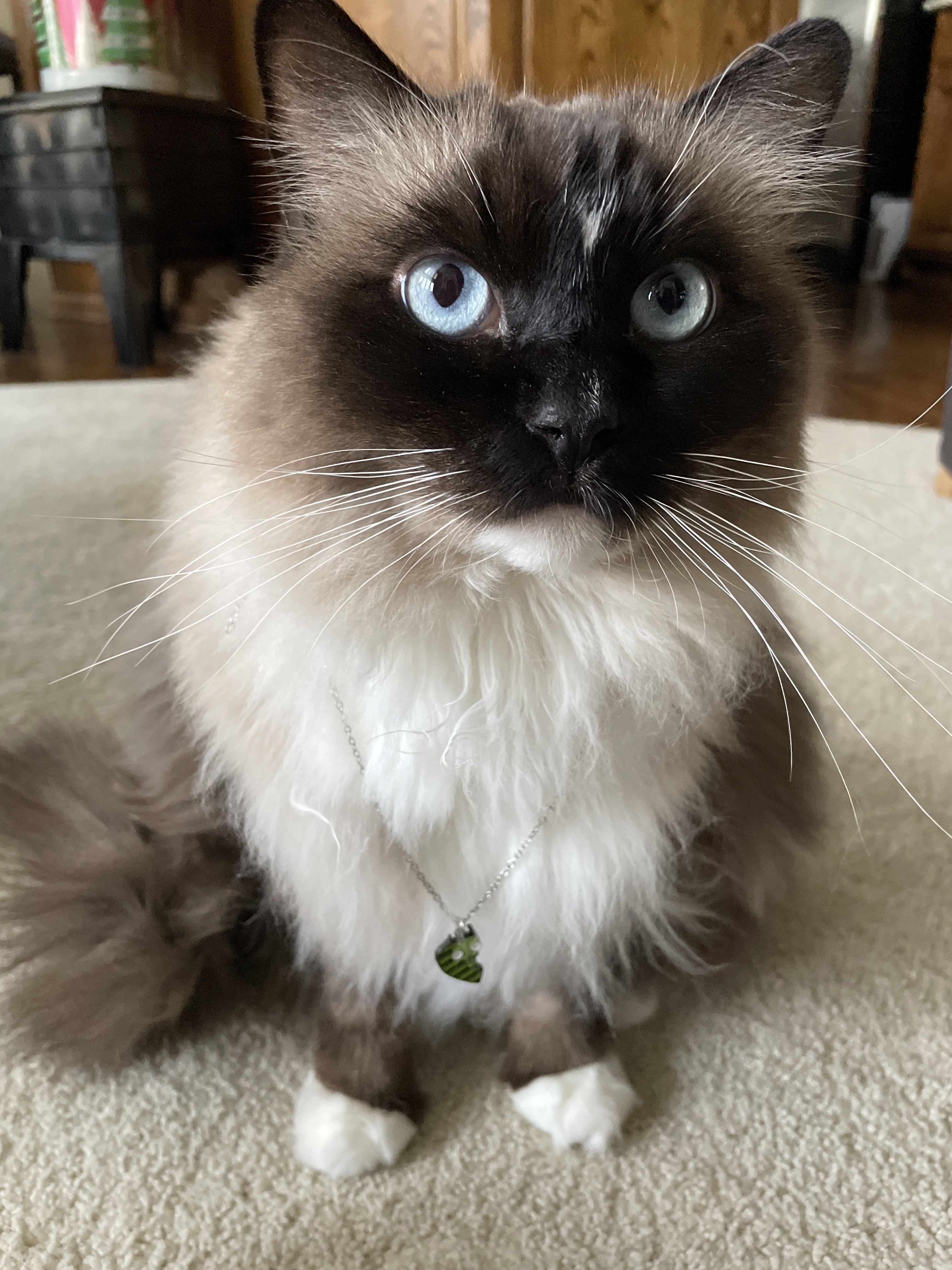 A cute kitty