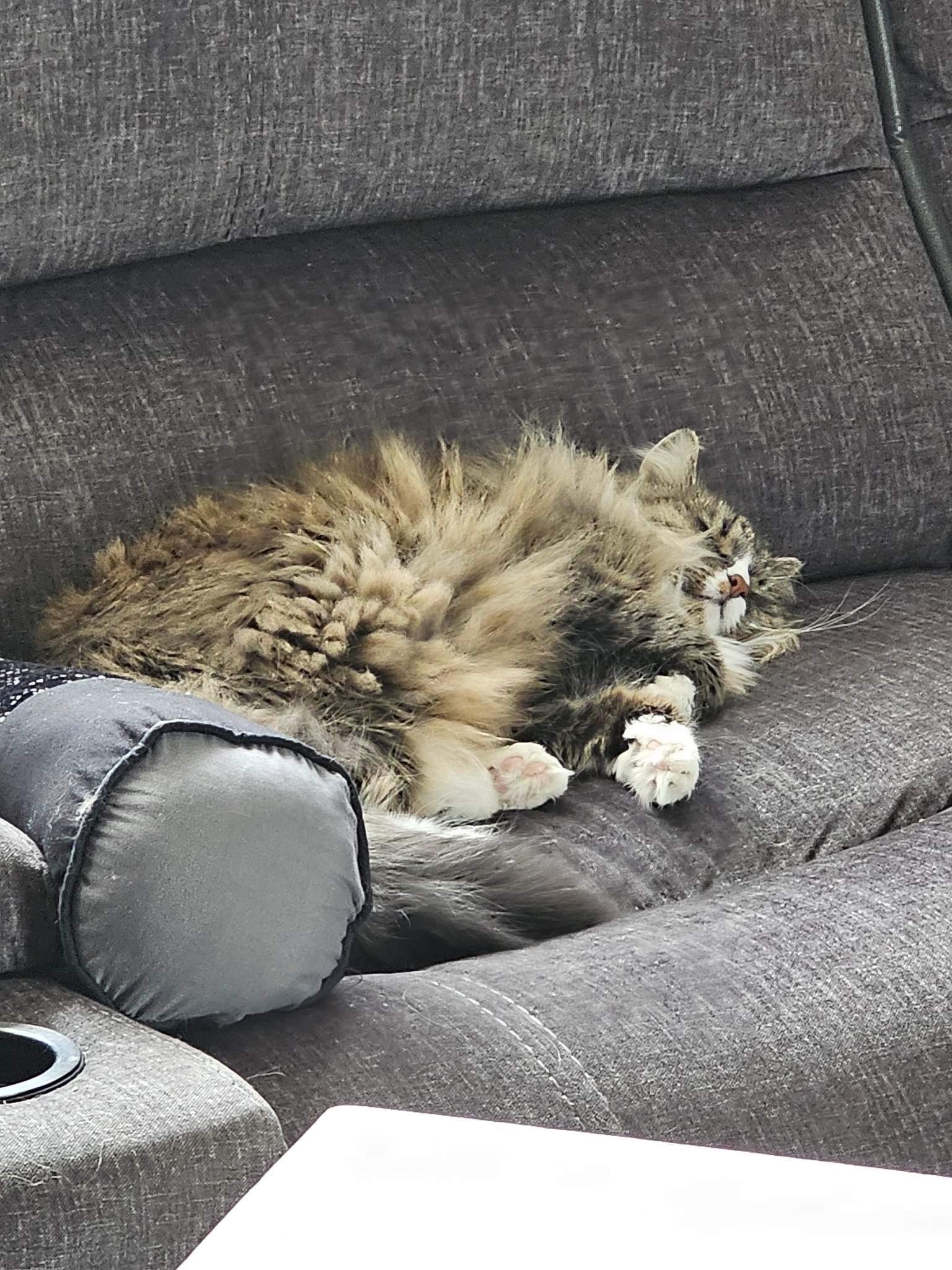 A cute kitty