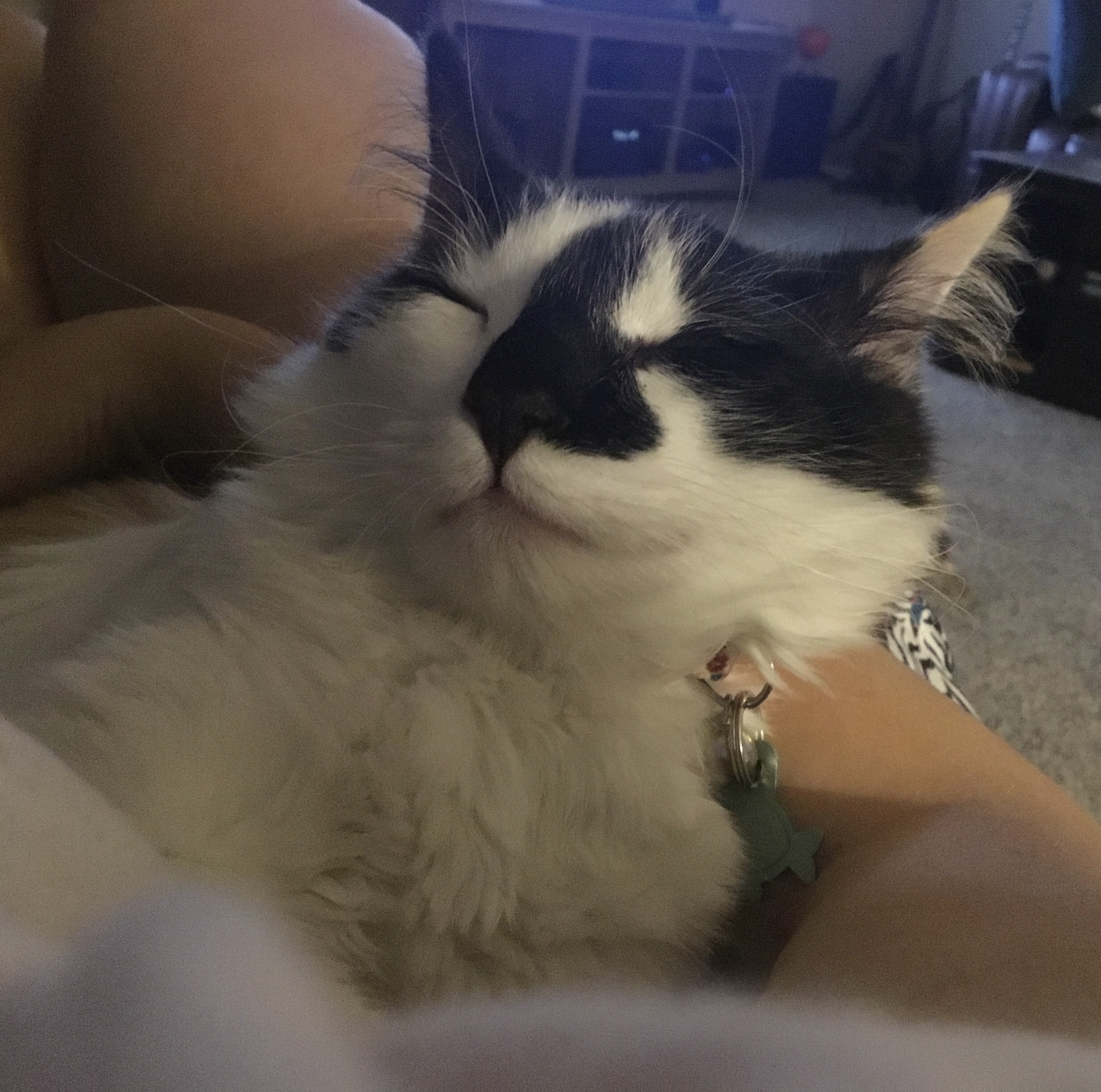 A cute kitty