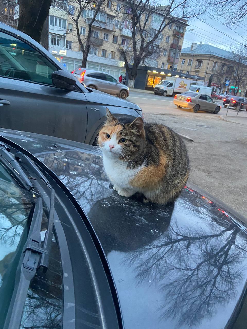 A cute kitty