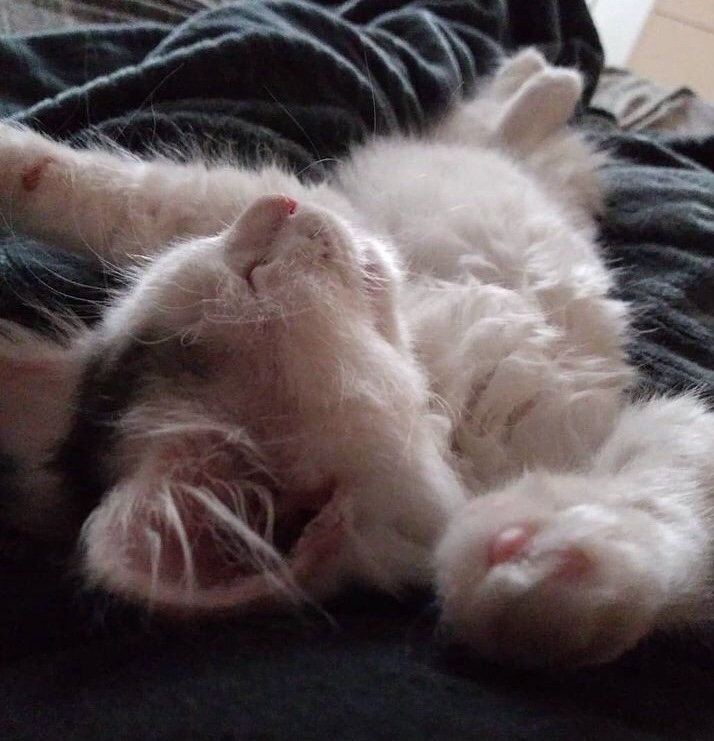 A cute kitty