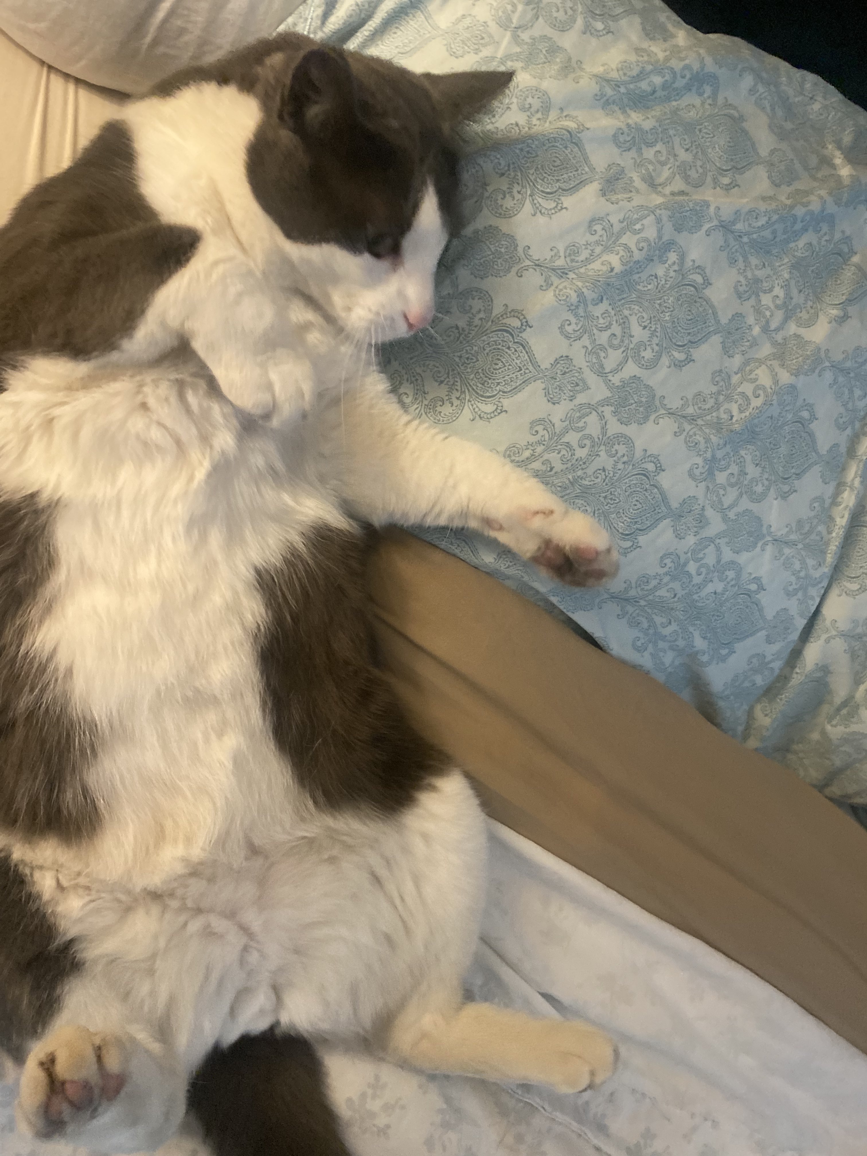 A cute kitty