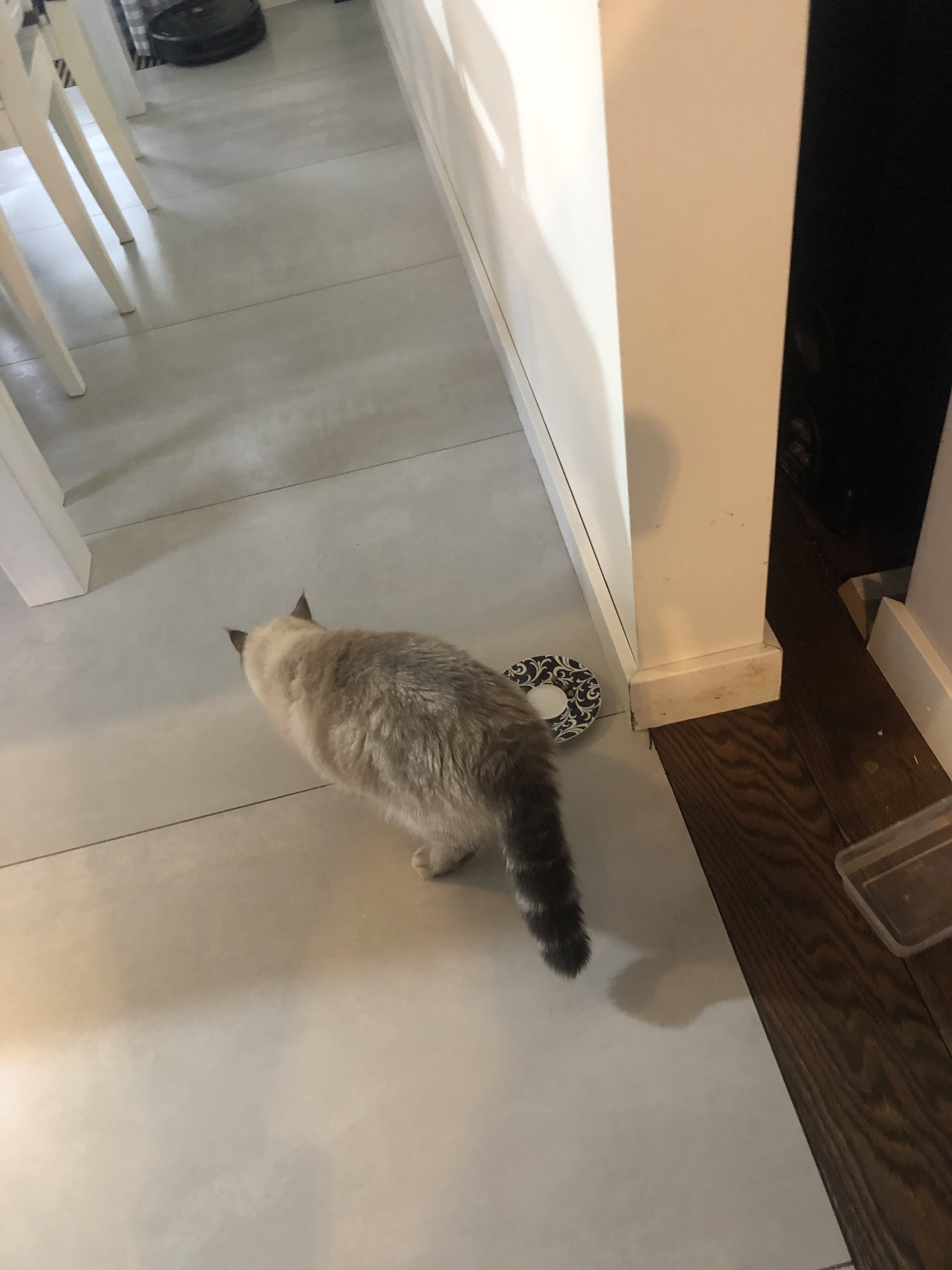 A cute kitty
