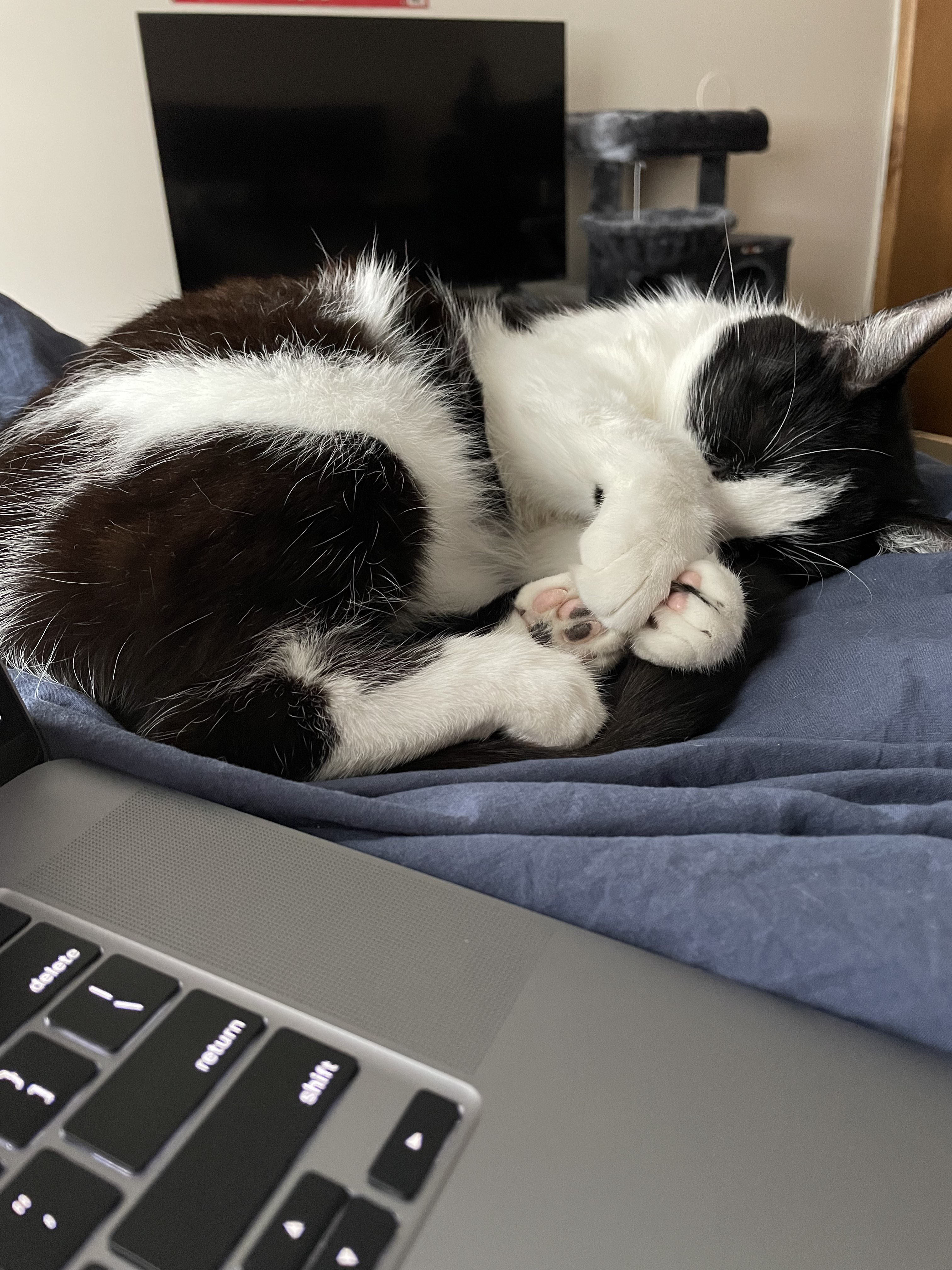 A cute kitty
