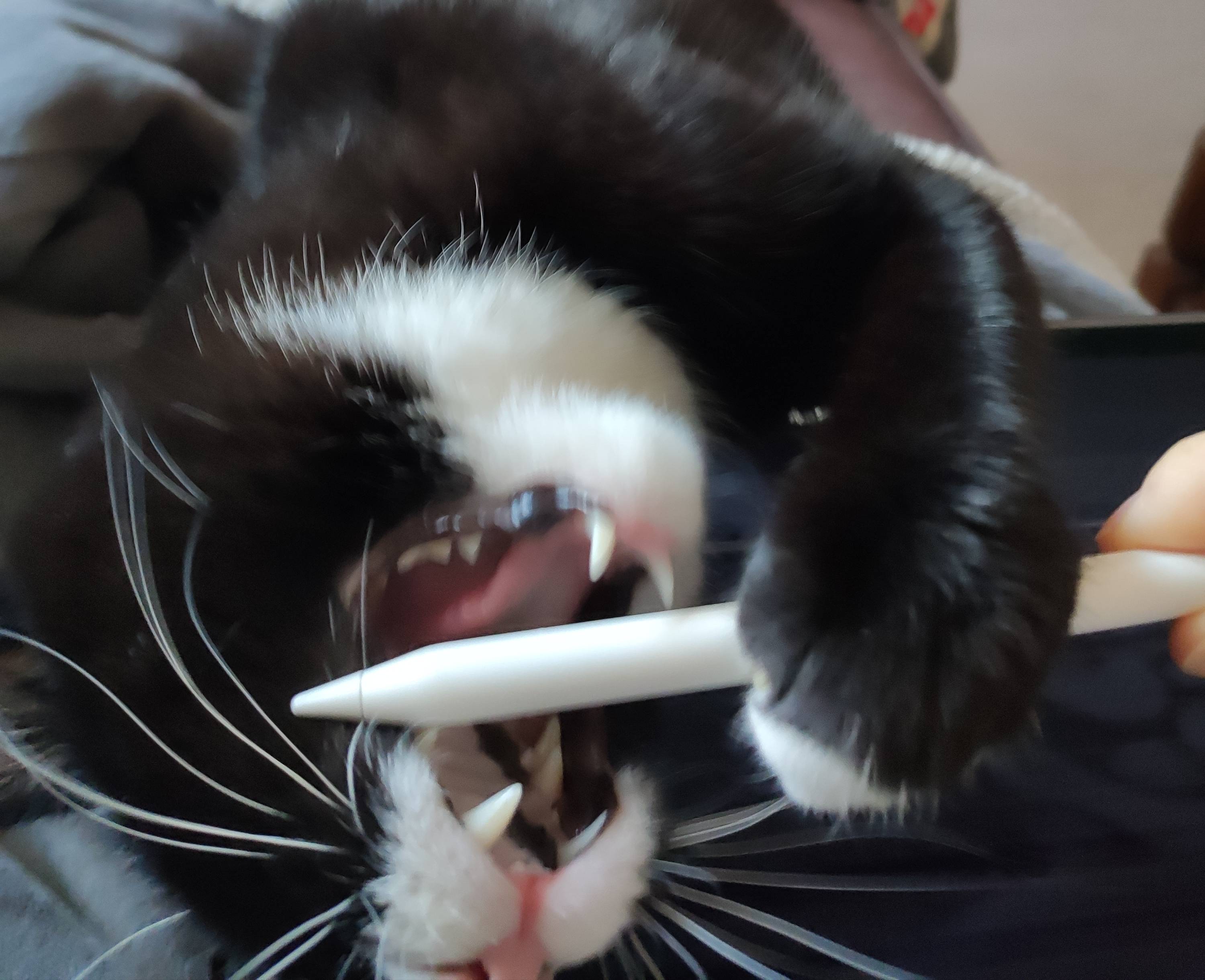A cute kitty