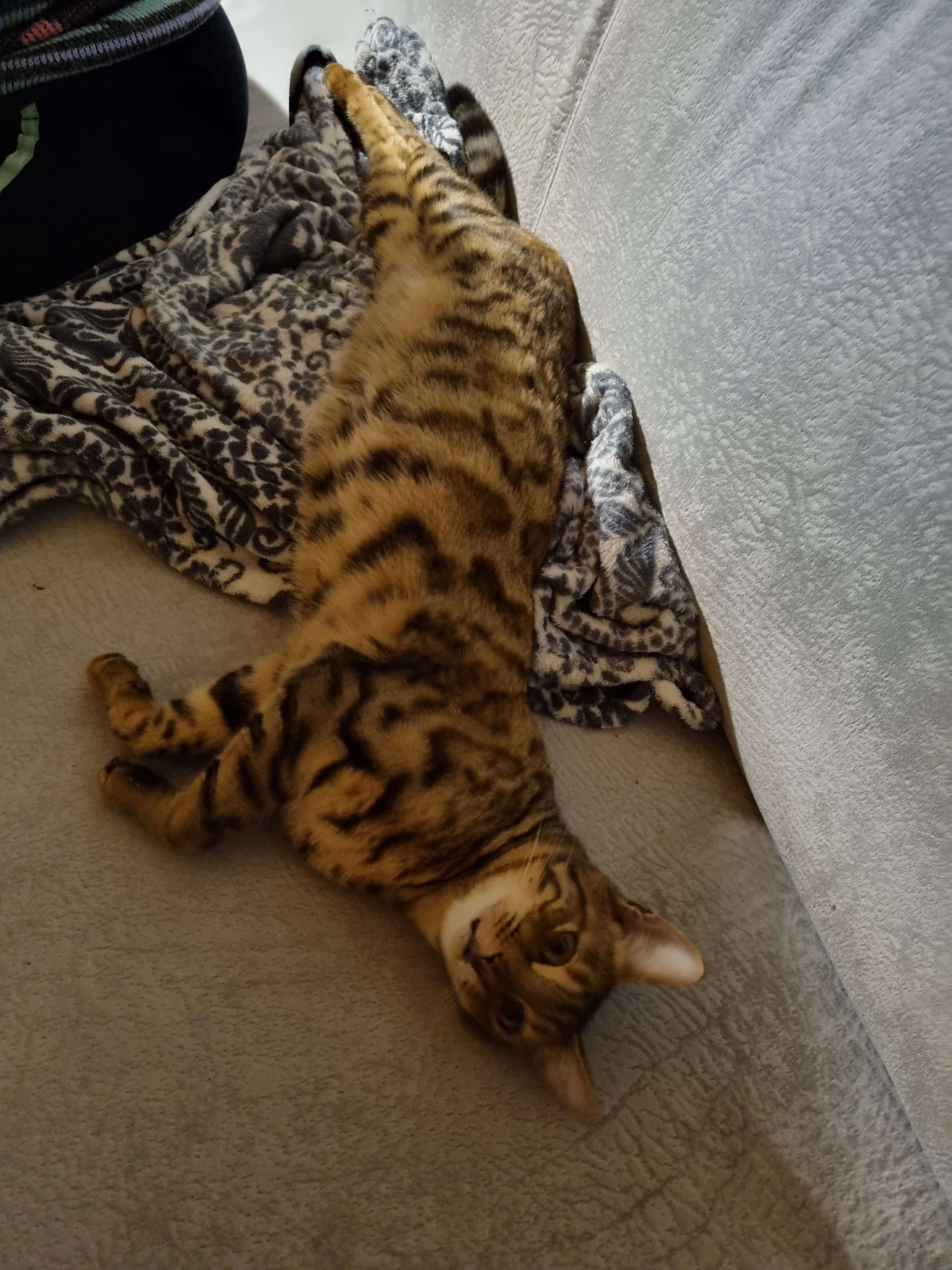 A cute kitty