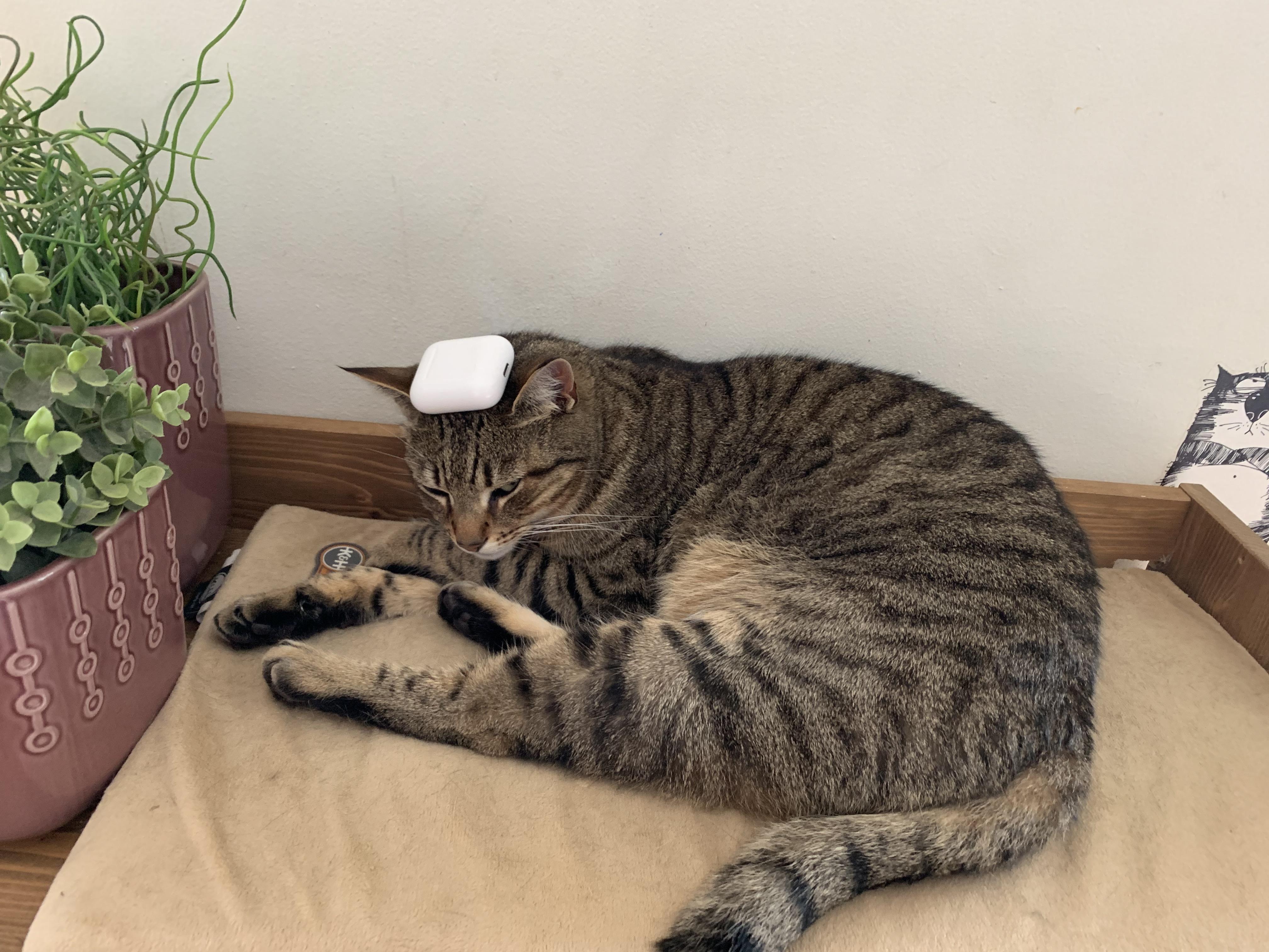 A cute kitty