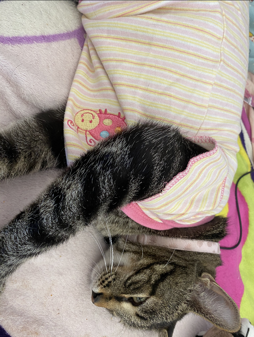 A cute kitty