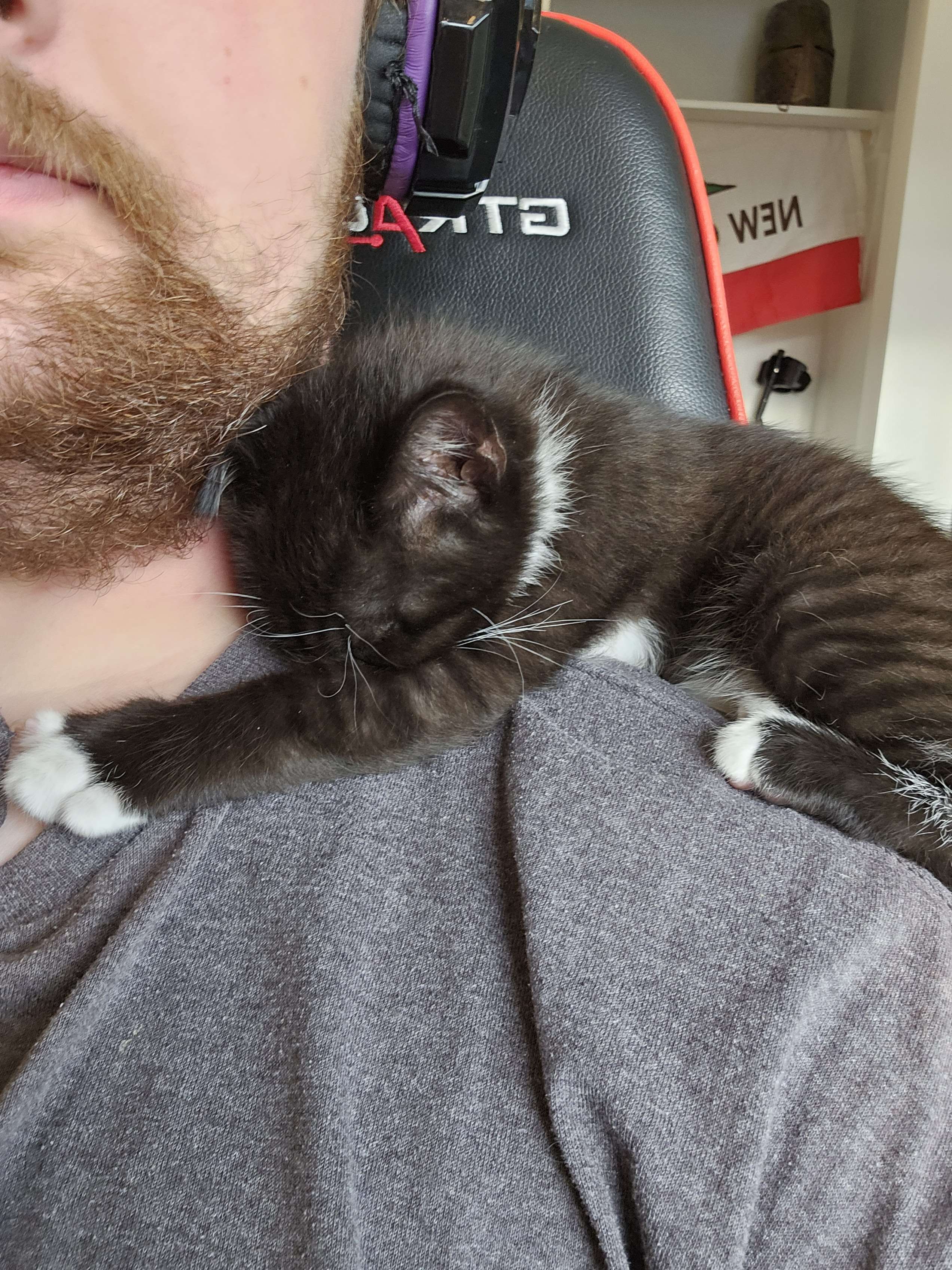 A cute kitty
